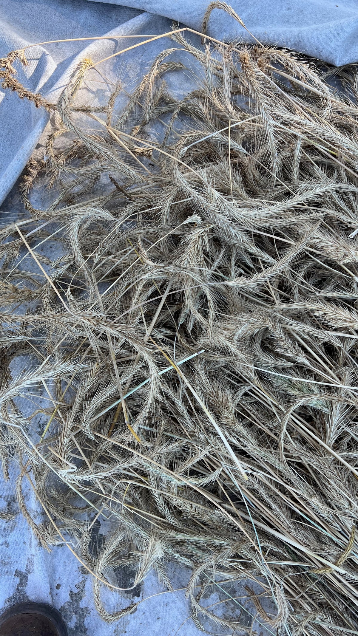 Sweetheart&#39;s Finnish Rye