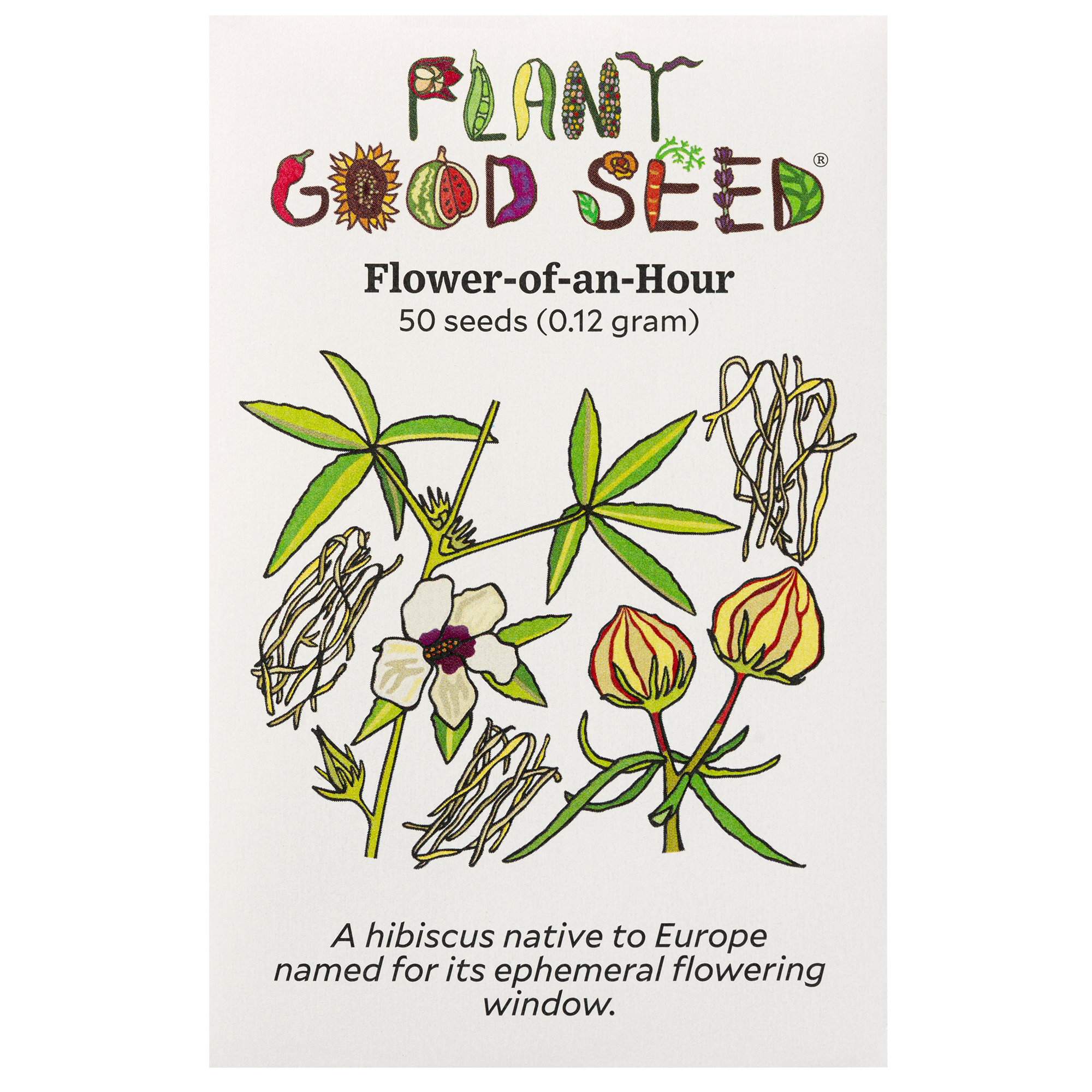 eighteen scholars flower seeds Flower-of-an-hour Seeds