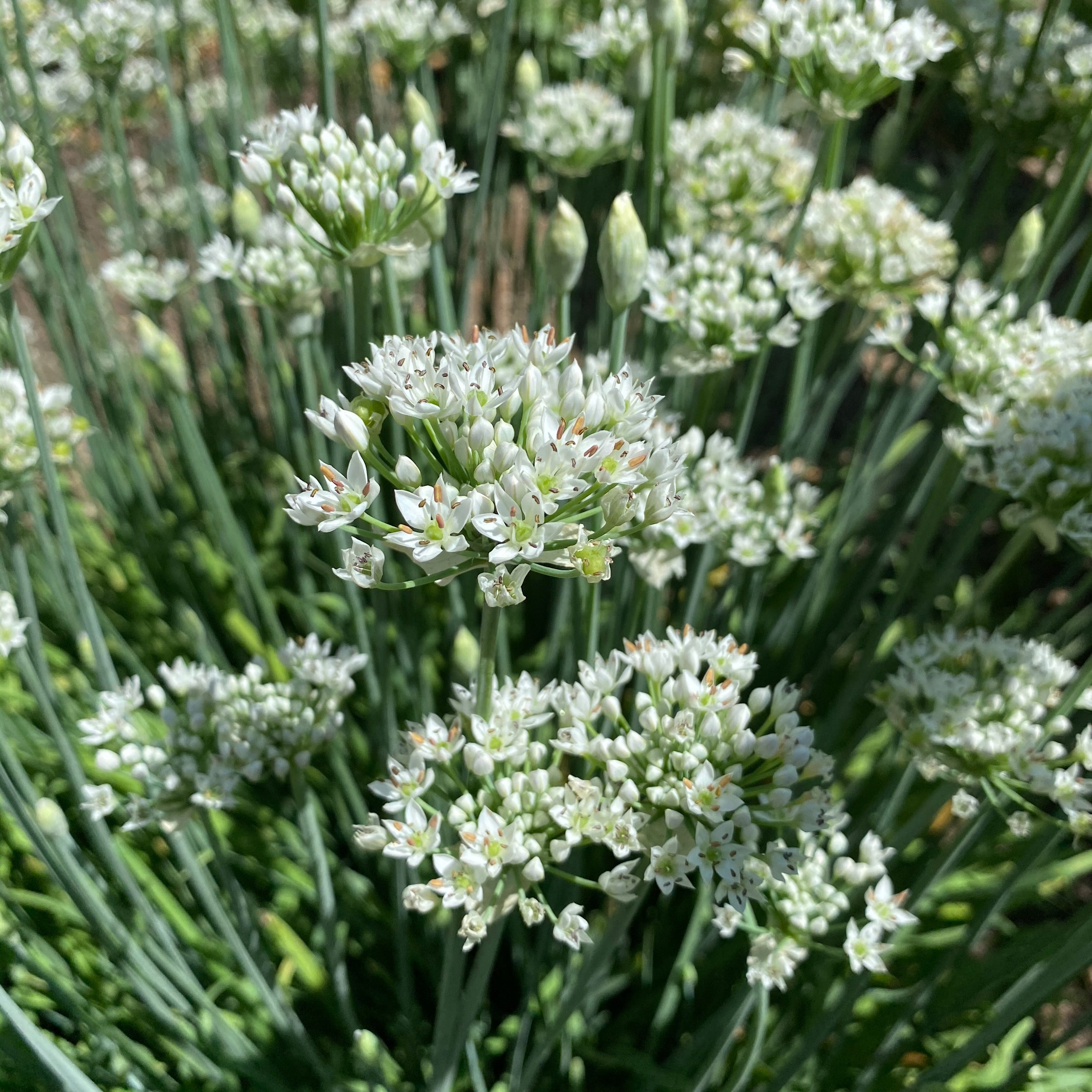 Chive - The Plant Good Seed Company