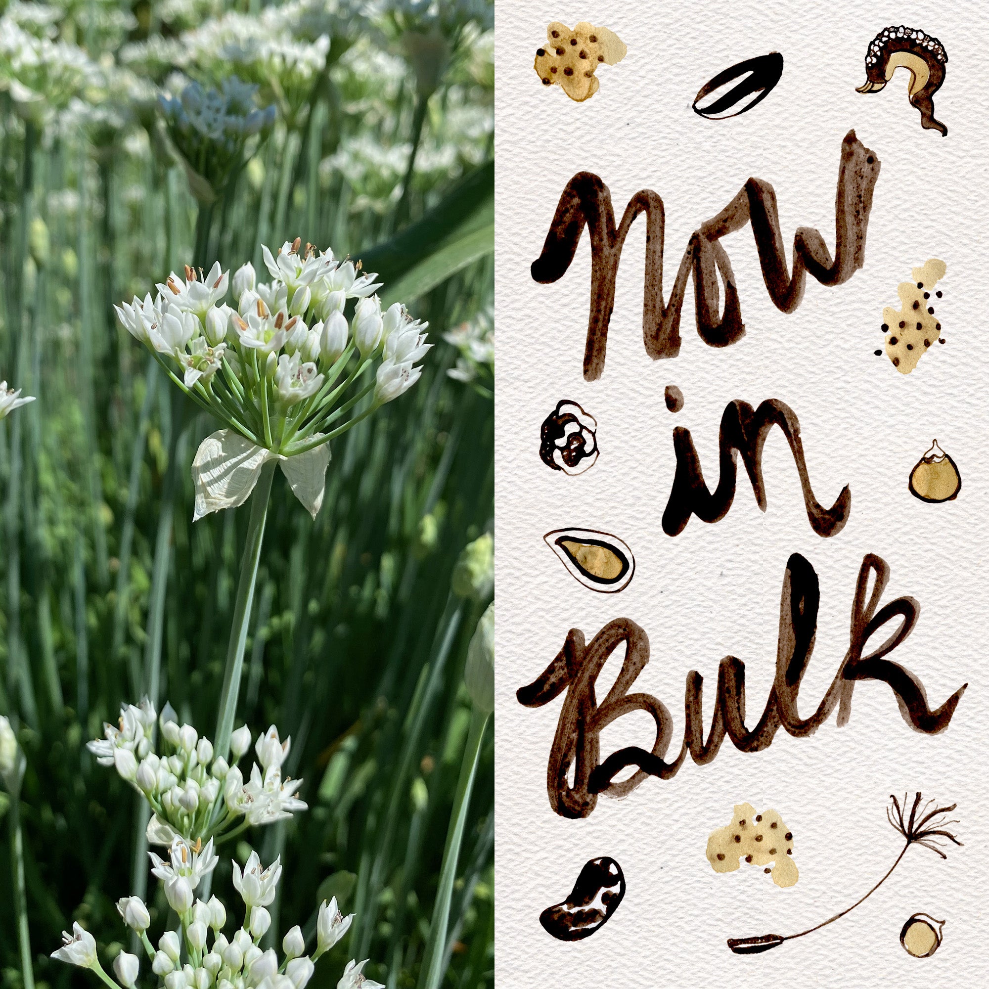 chive flower seeds Garlic Chive / Chinese Leek Seeds Packet: 60 Seeds (0.24 gram)