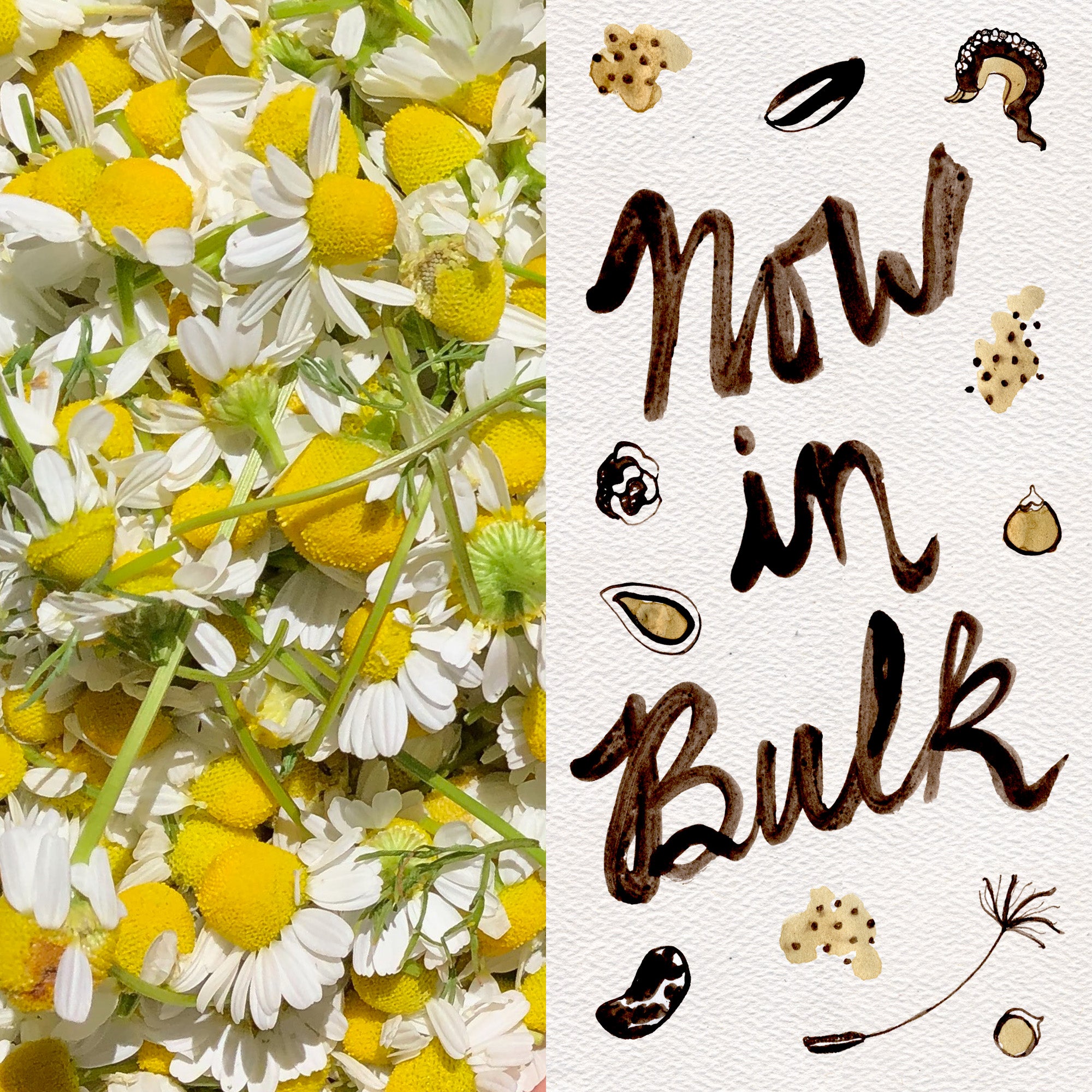 chamomile flower seeds German Chamomile Seeds BULK: 1 gram, OG