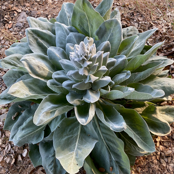 Silk / Giant Silver Mullein Seeds - The Plant Good Seed Company