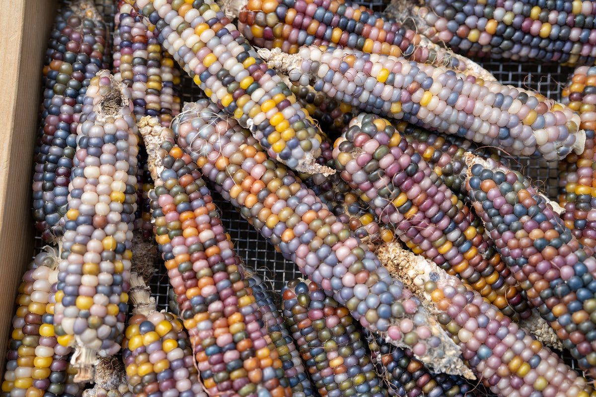 Glass Gem Corn