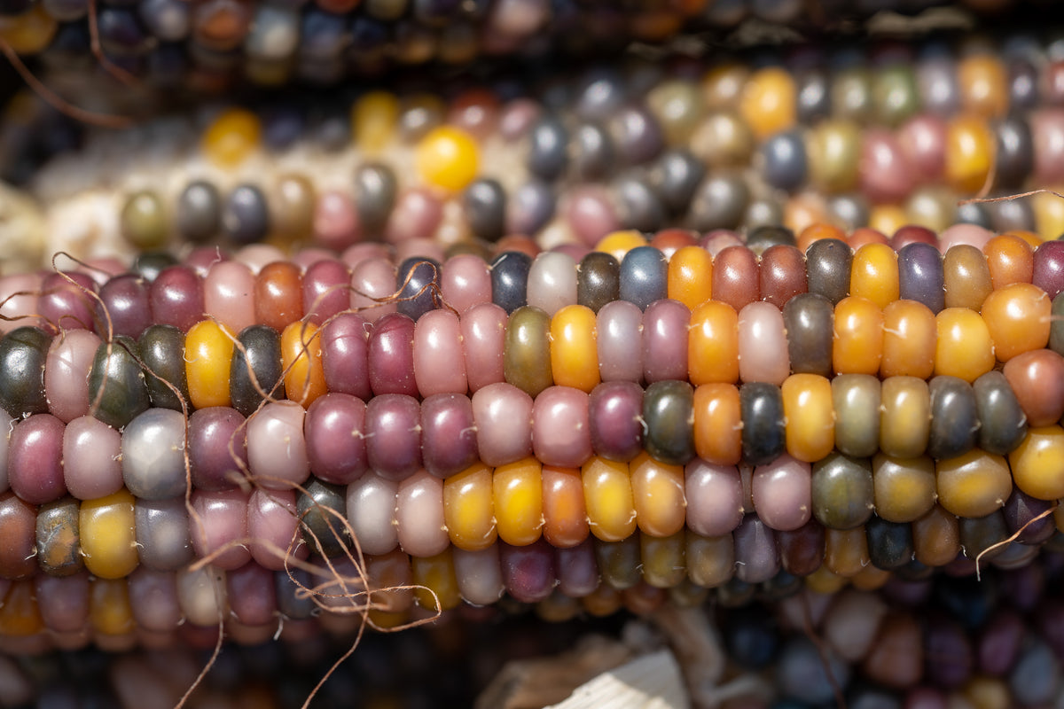 Glass Gem Corn
