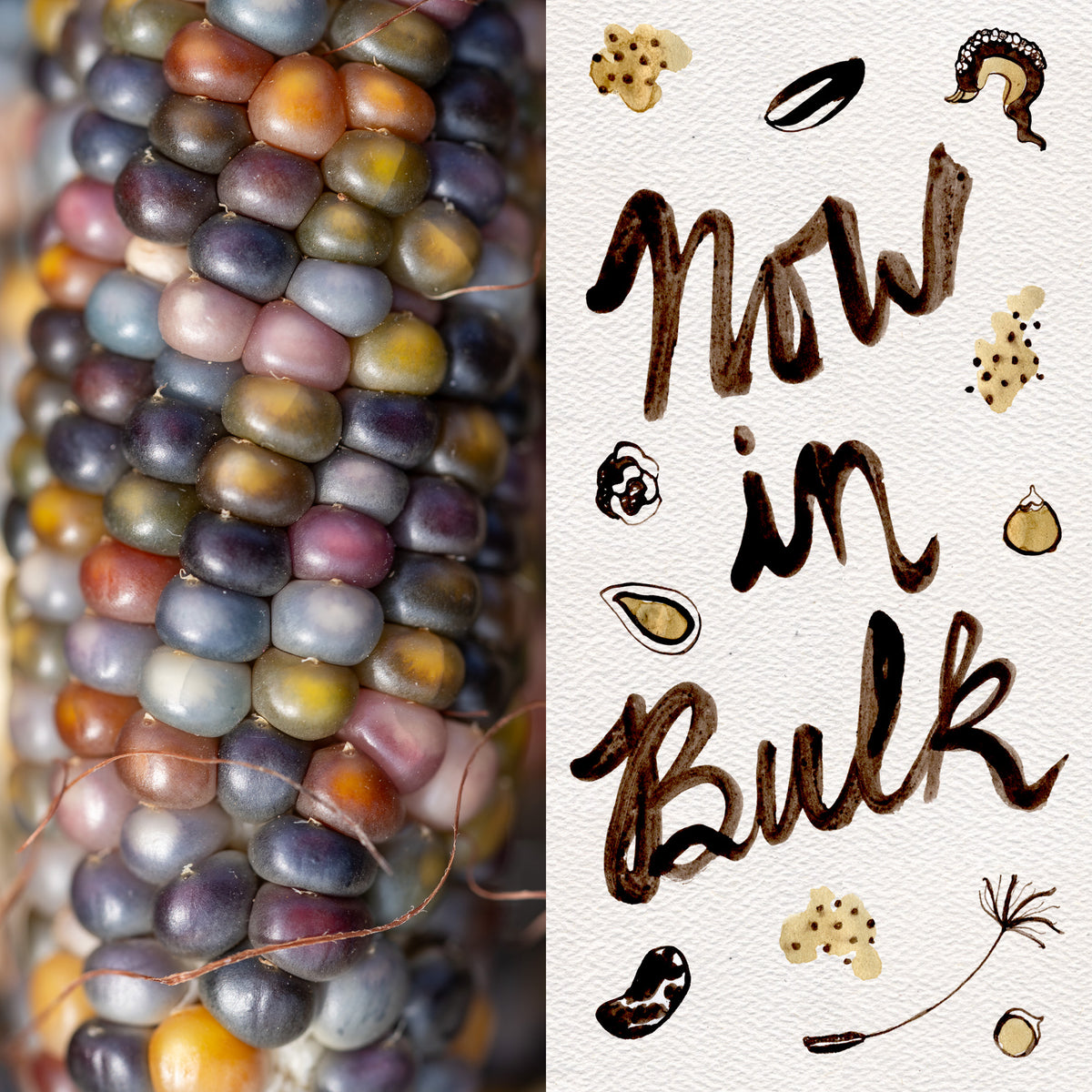 Glass Gem Corn