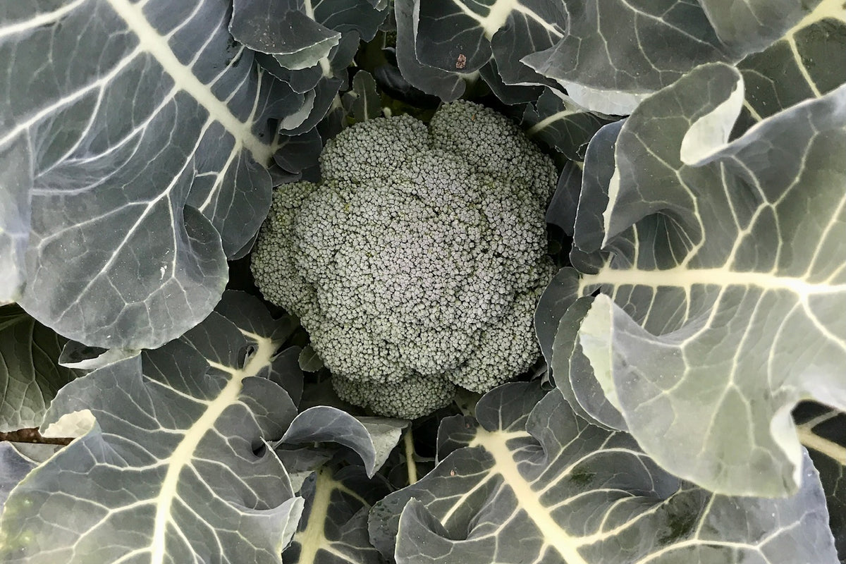 Godzilla Broccoli F1