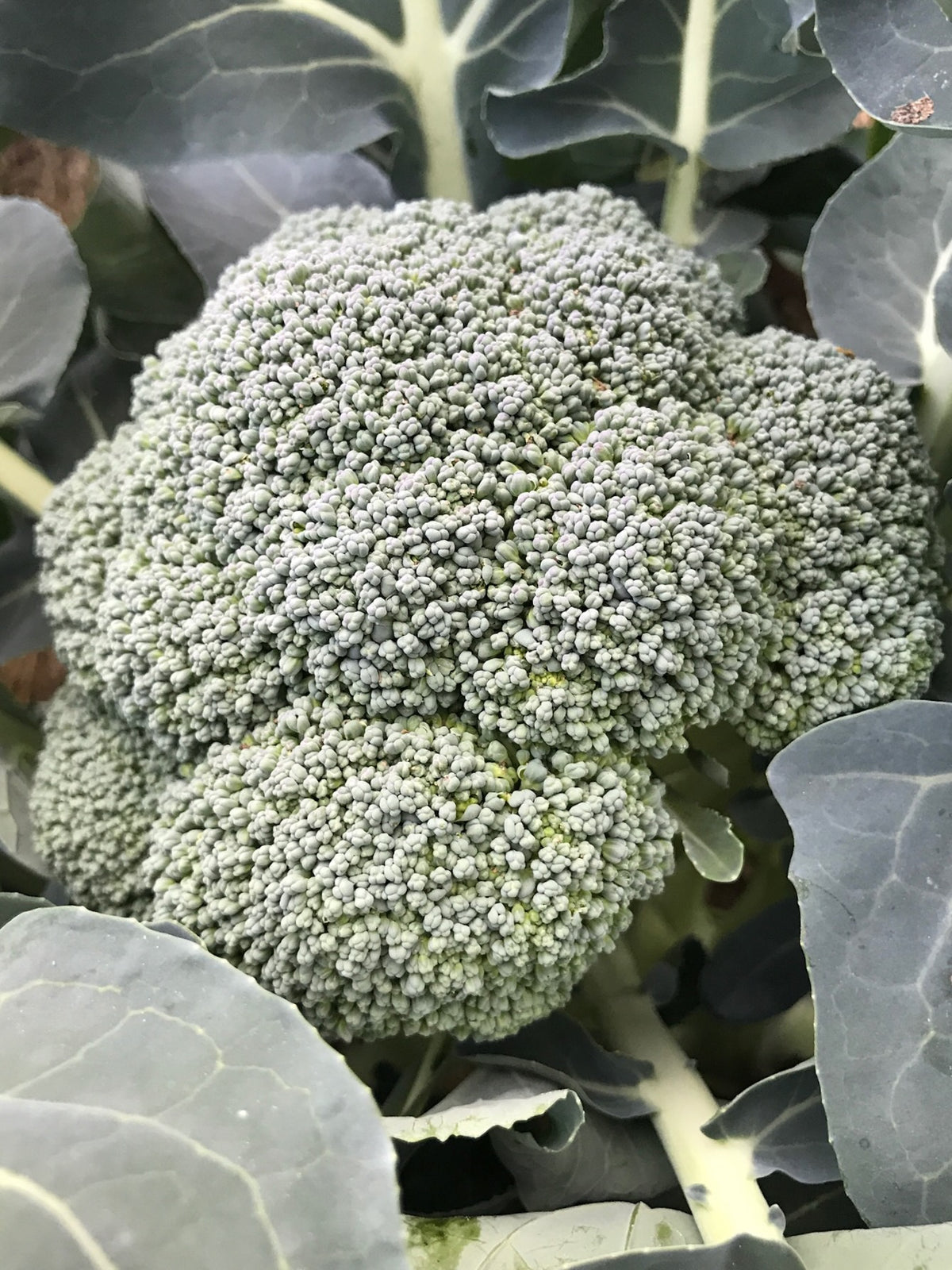 Godzilla Broccoli F1