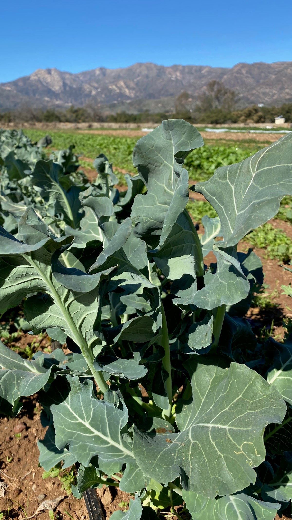 Godzilla Broccoli F1
