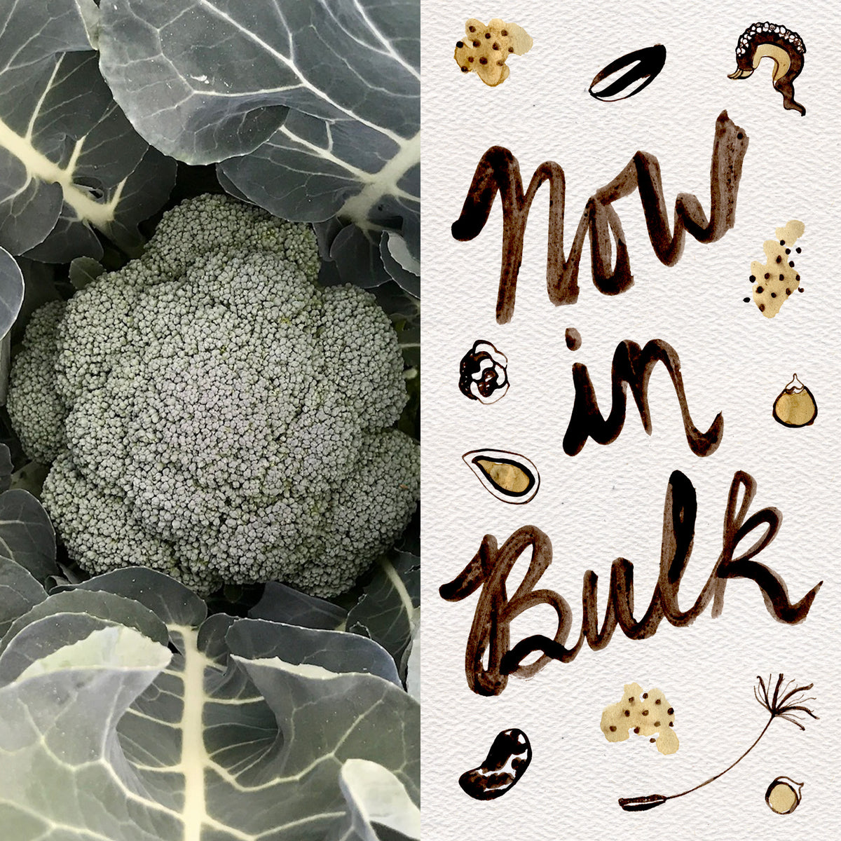 Godzilla Broccoli F1