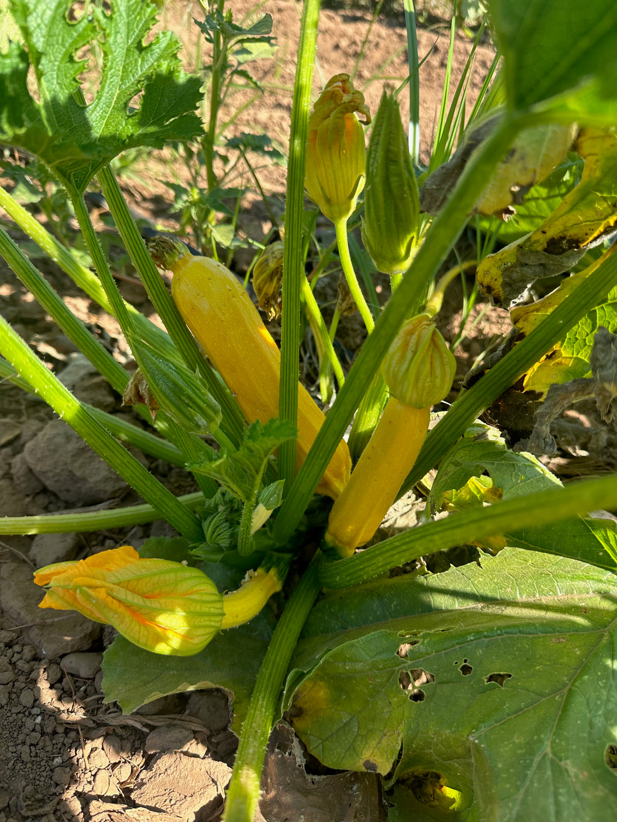 Goldini II Zucchini