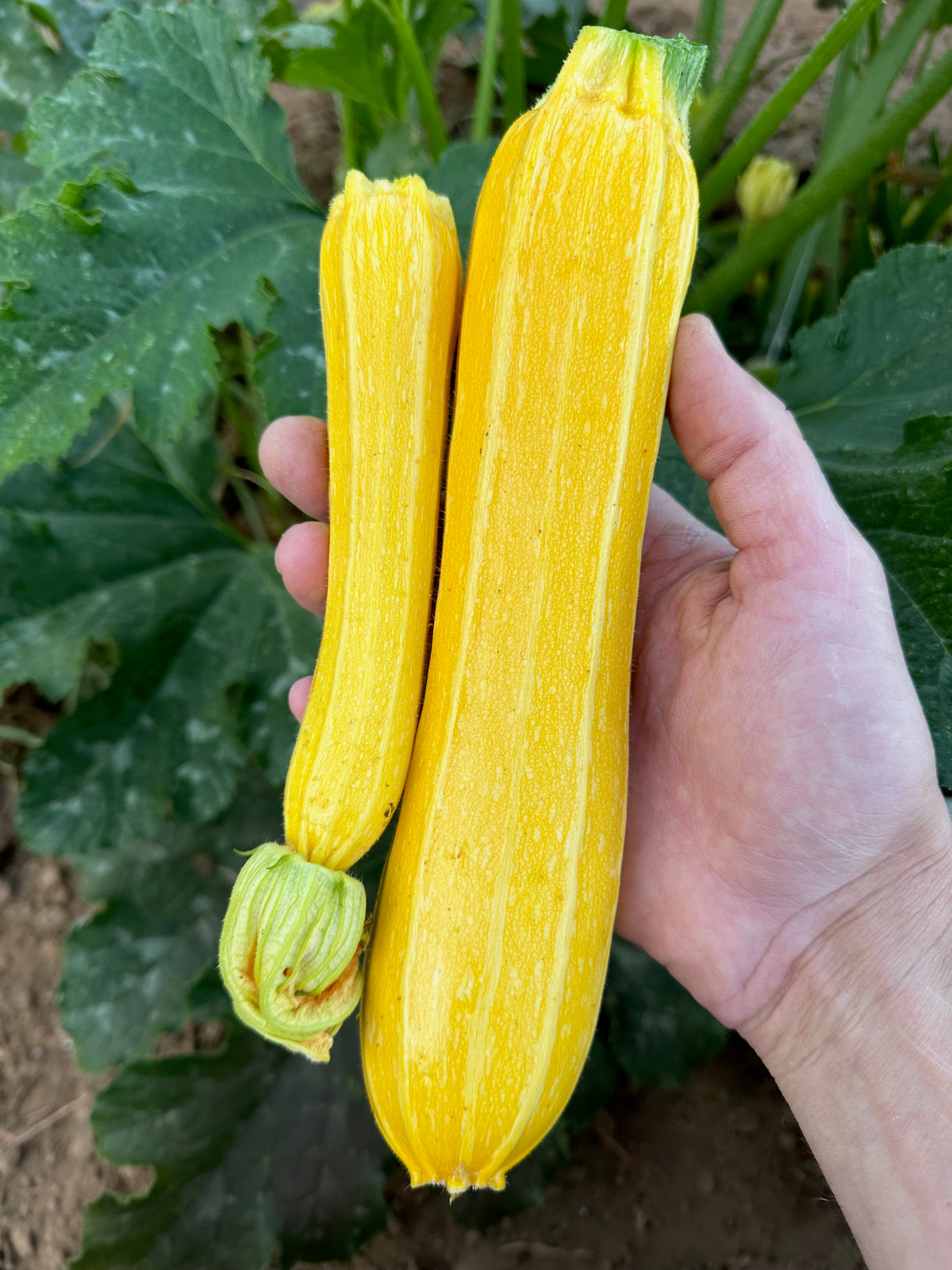 Goldini II Zucchini