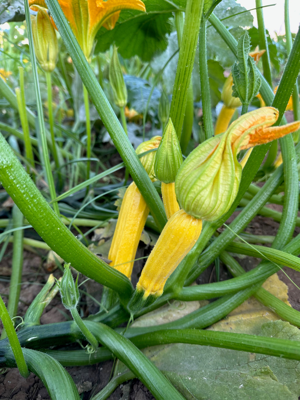 Goldini II Zucchini