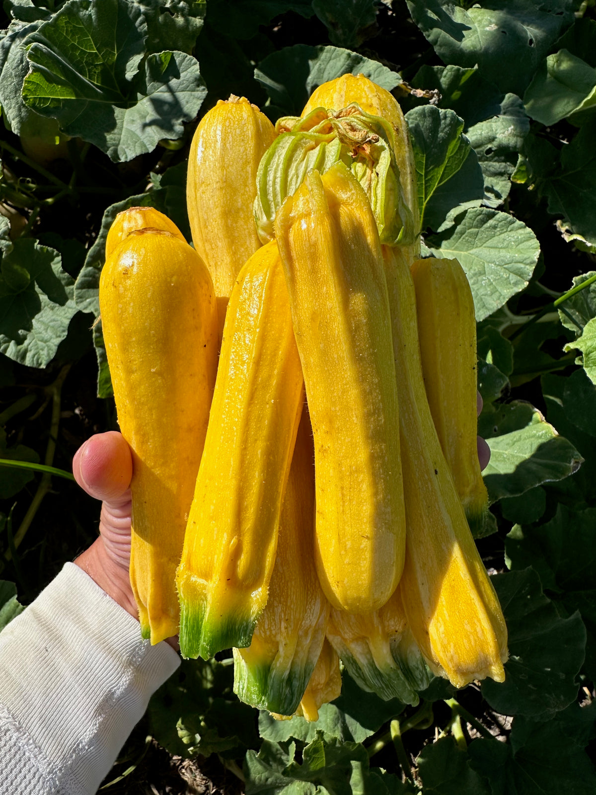 Goldini II Zucchini