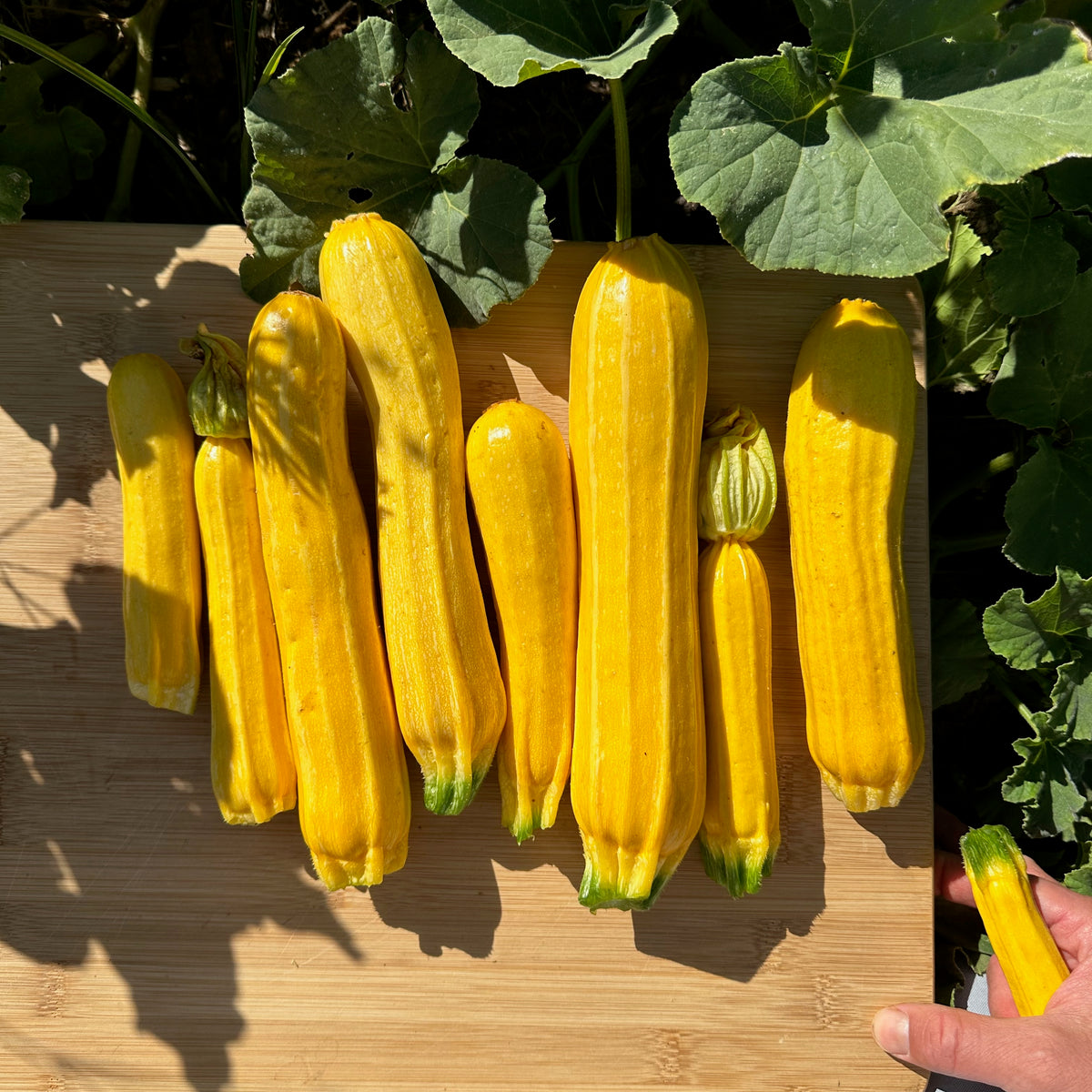 Goldini II Zucchini