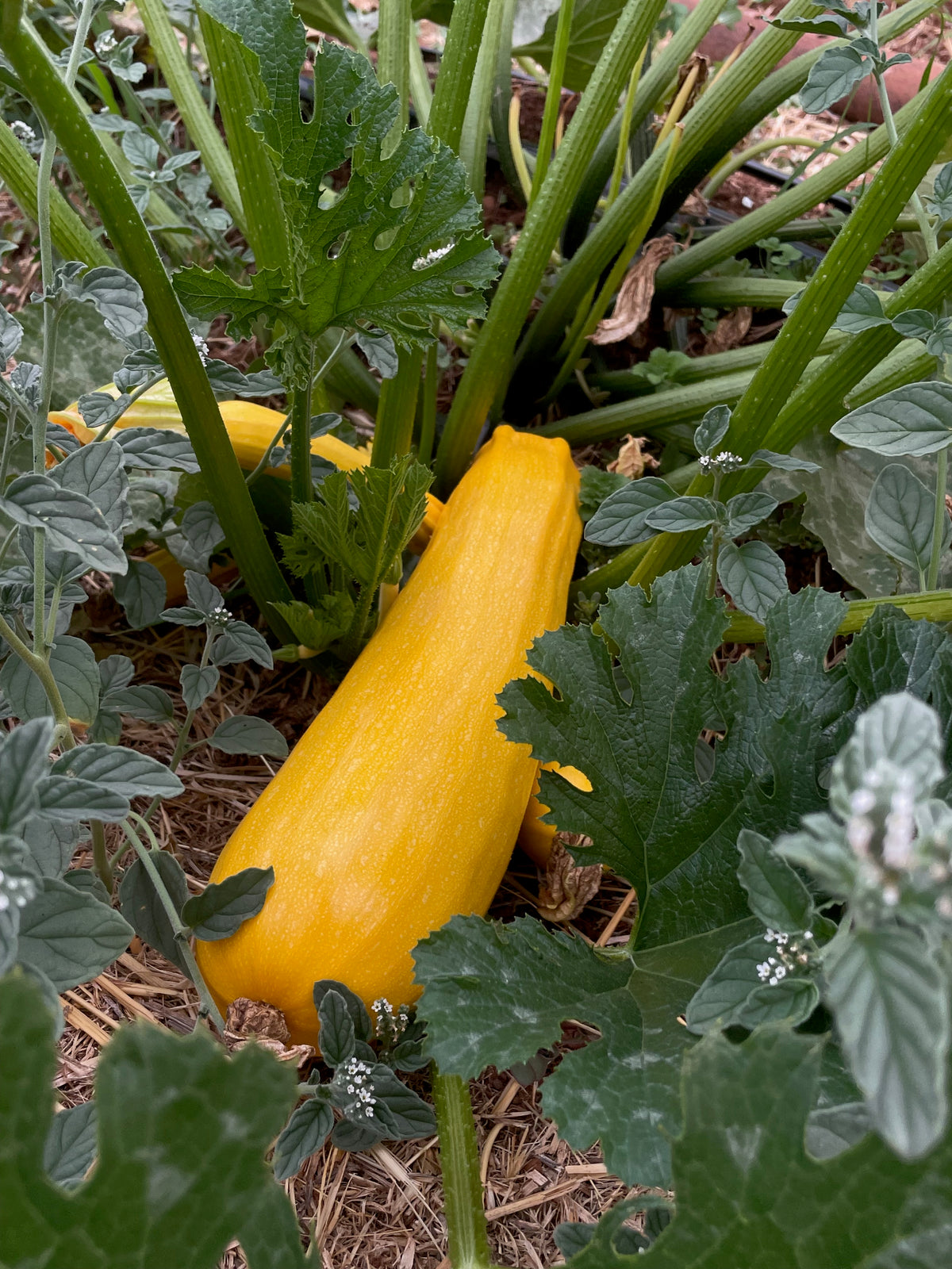 Goldini II Zucchini