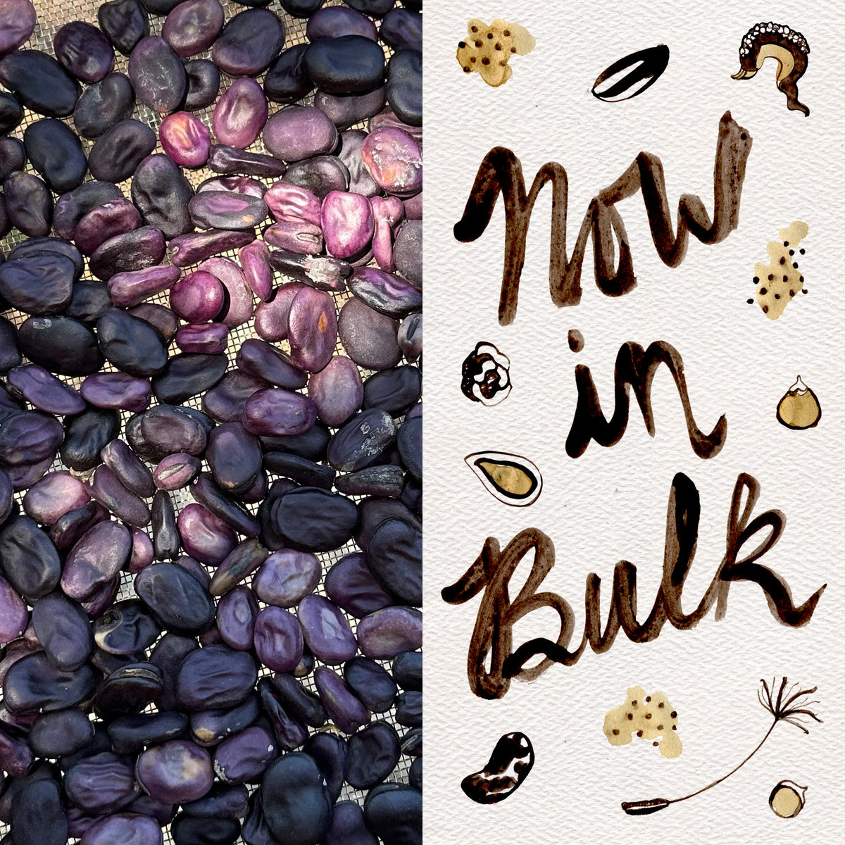 Guatemalan Purple Fava Bean