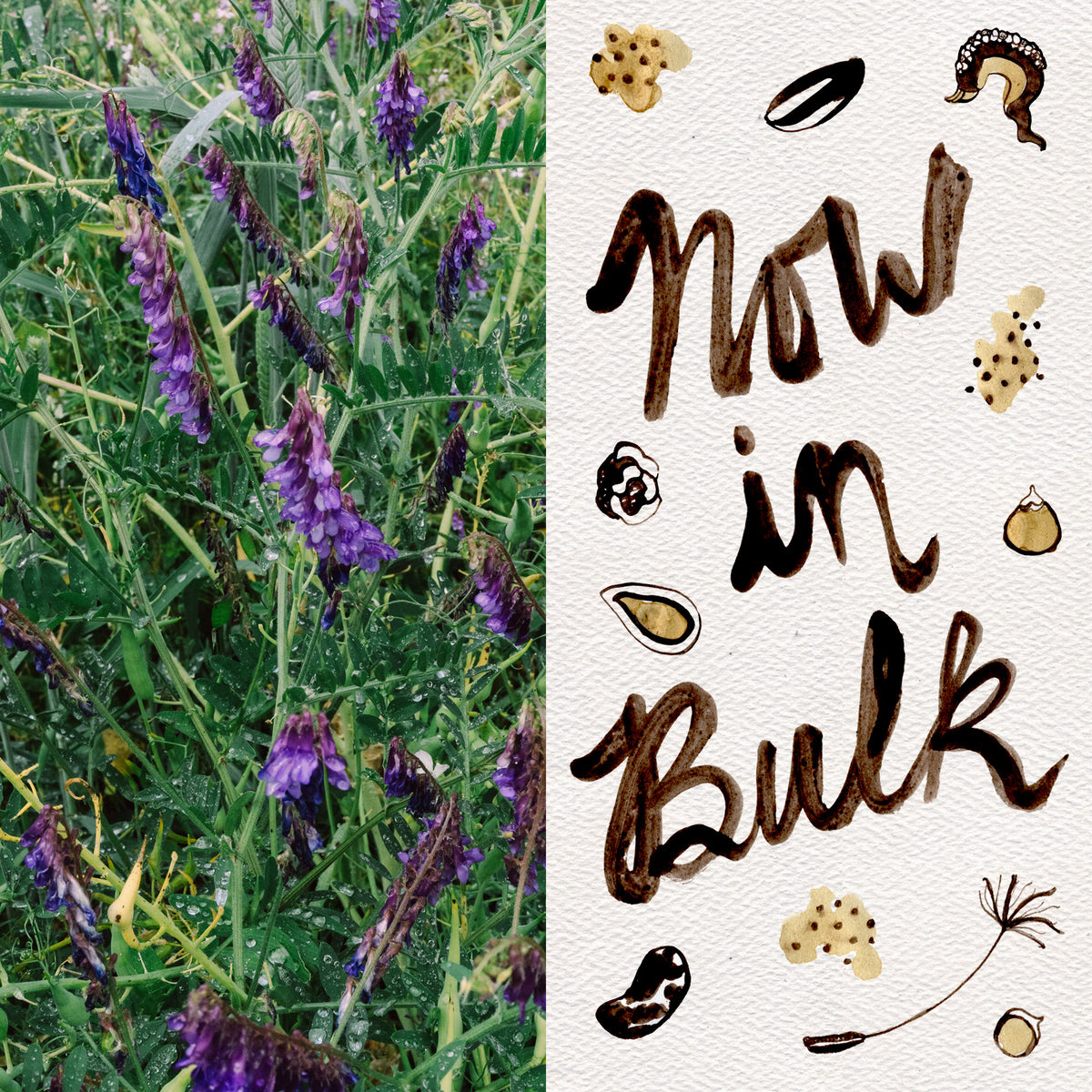 Hairy Vetch