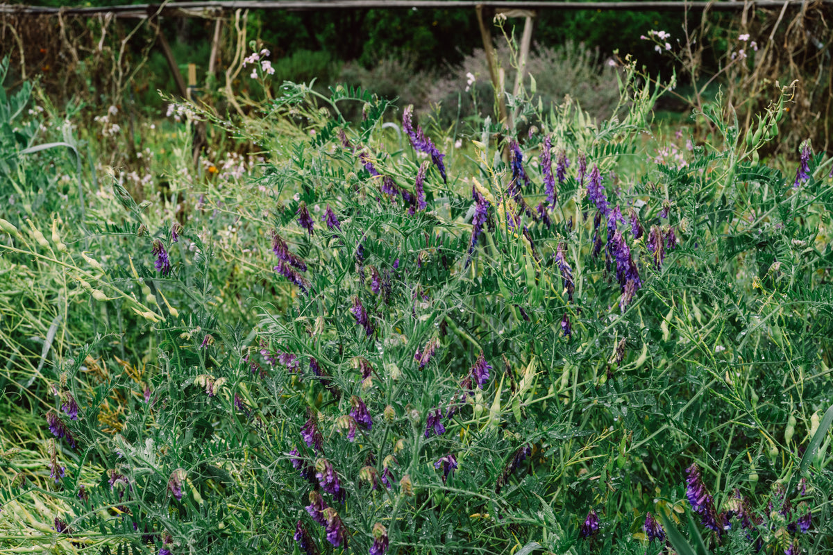 Hairy Vetch