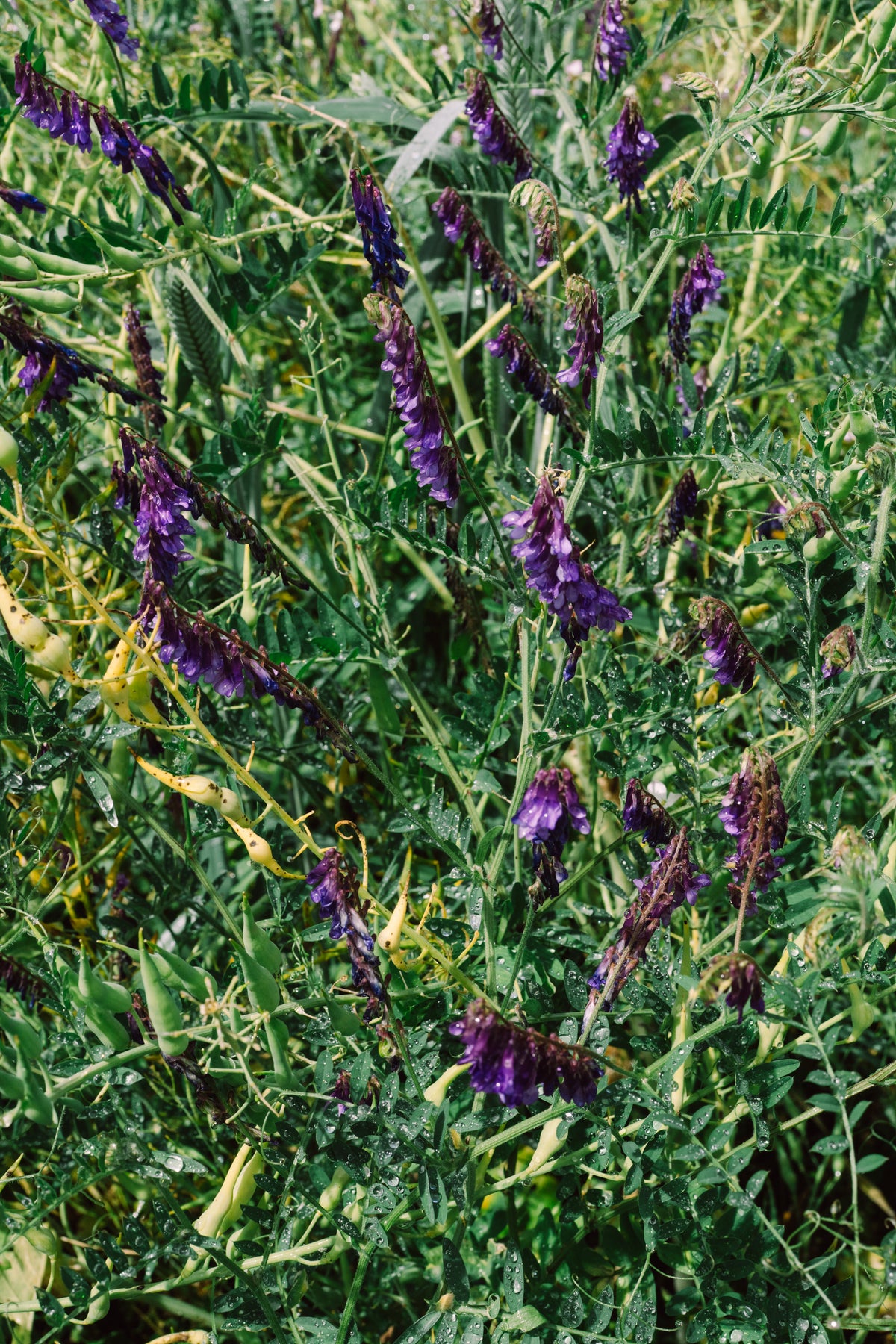 Hairy Vetch
