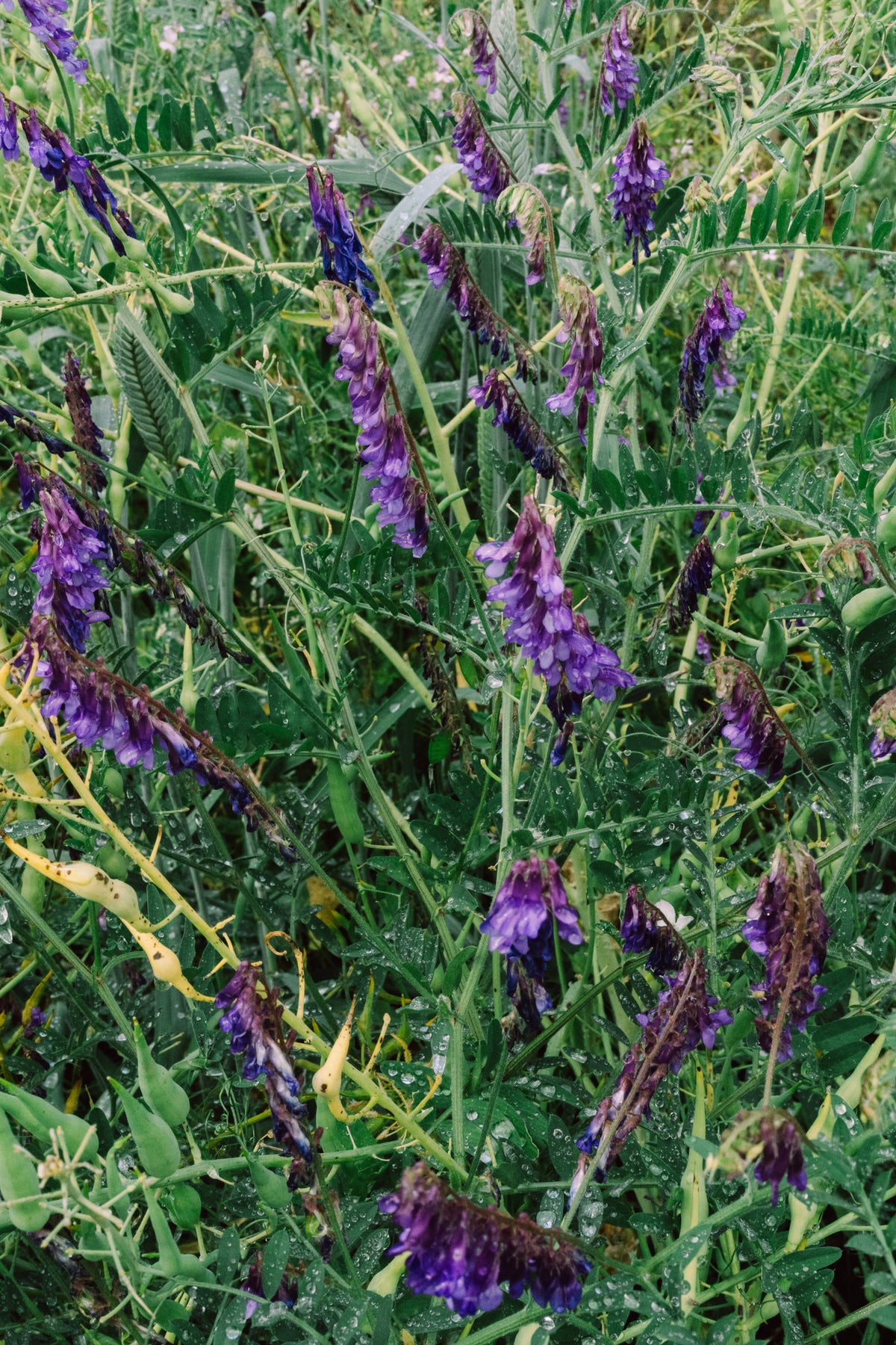 Hairy Vetch