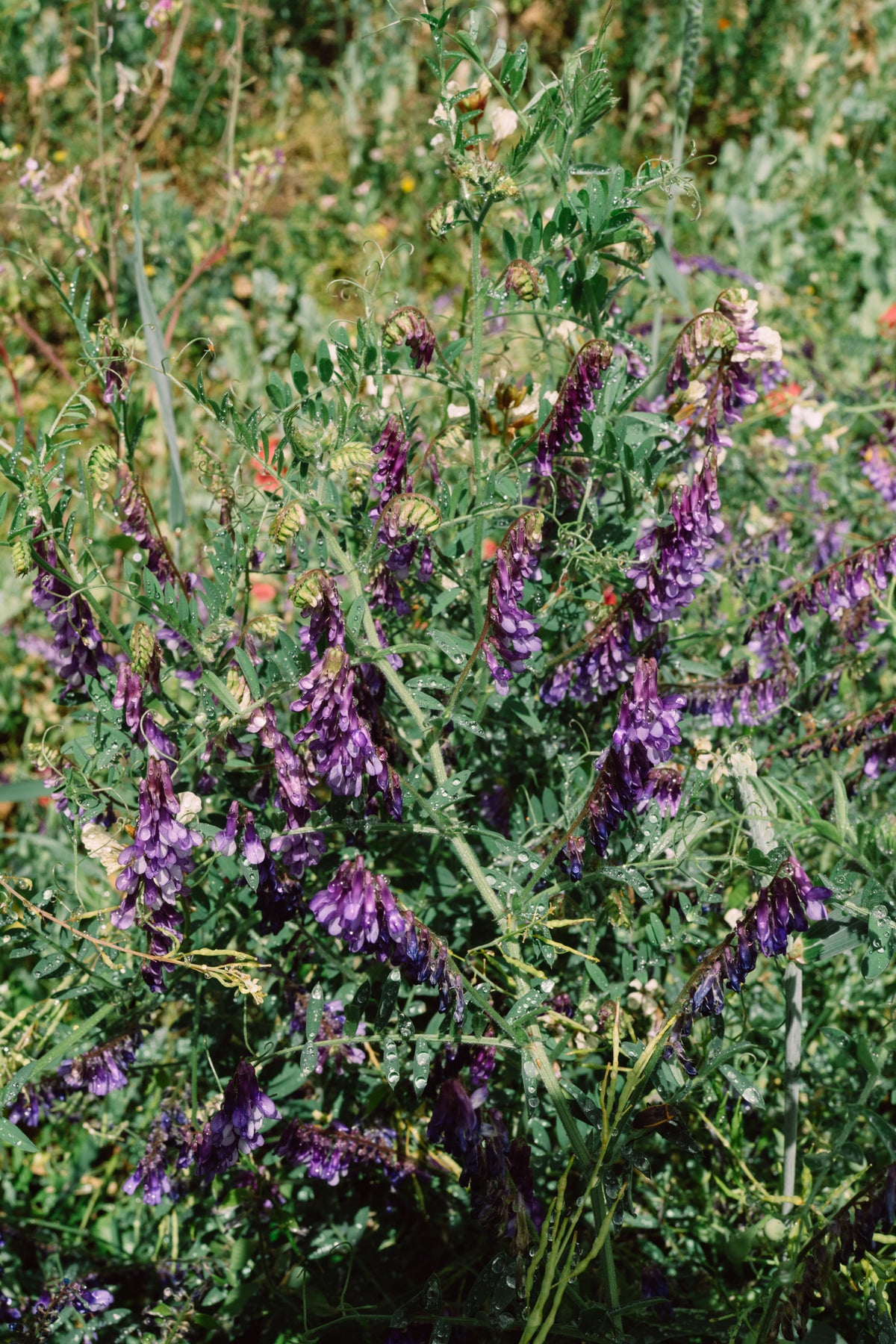 Hairy Vetch