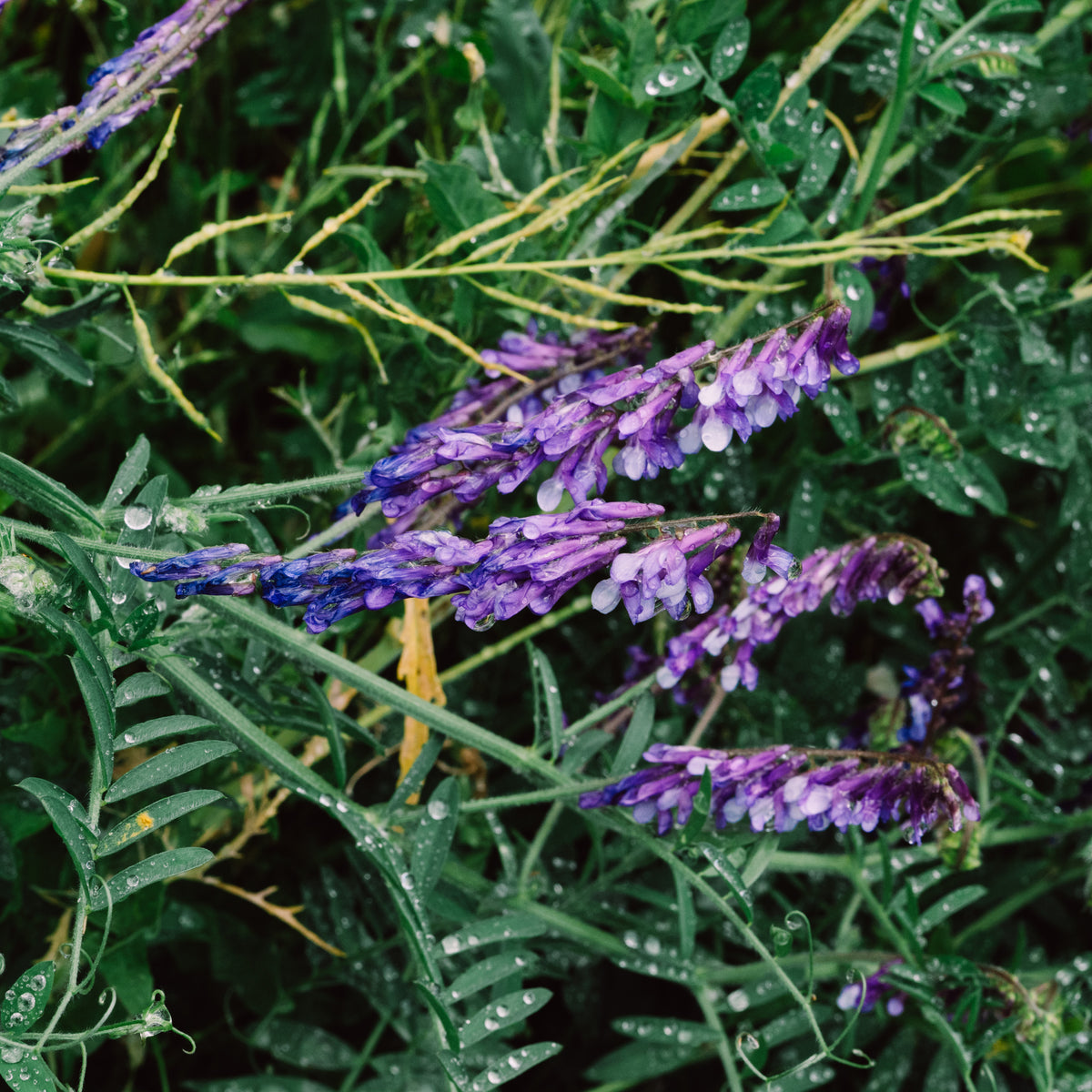 Hairy Vetch