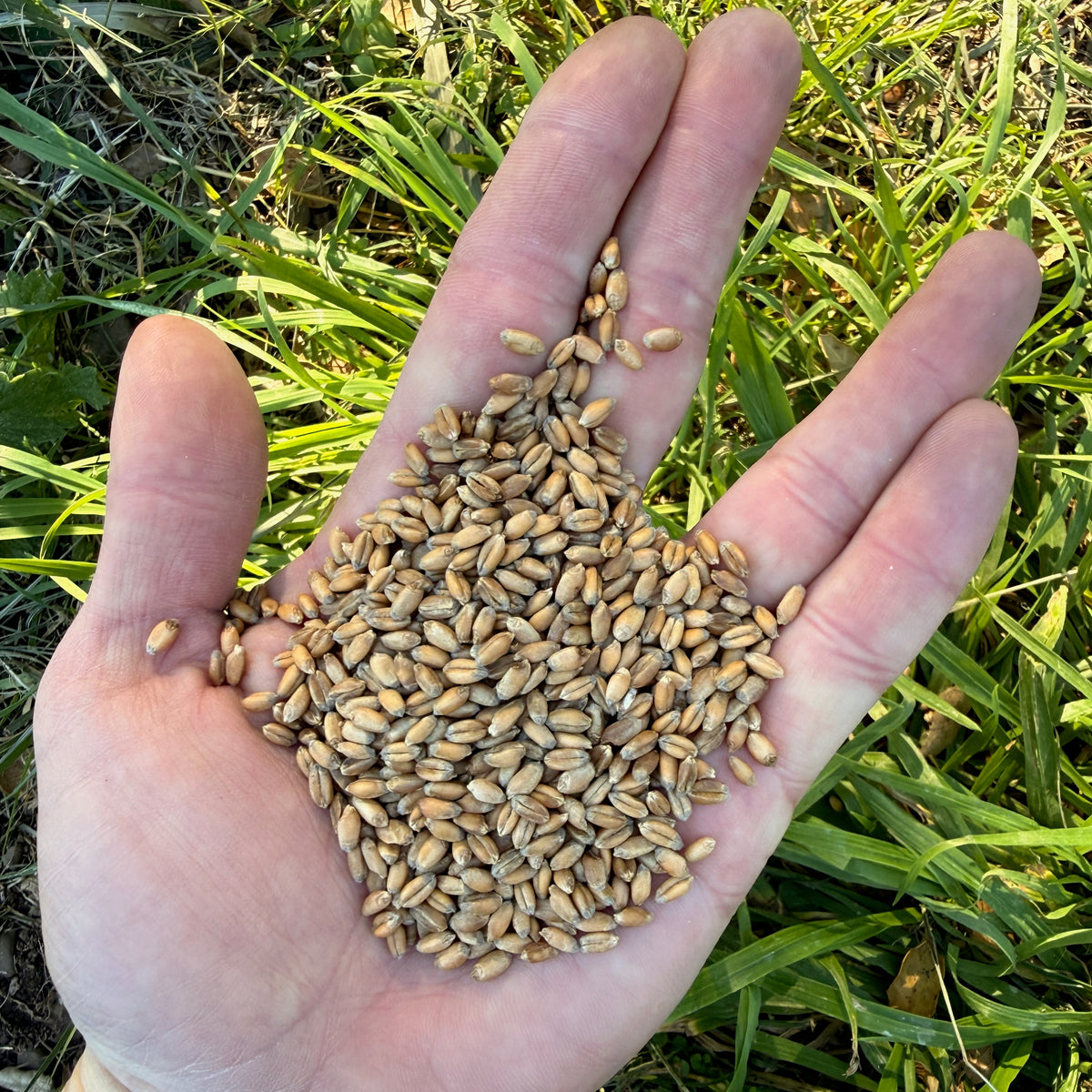 Hard Red Winter Wheat