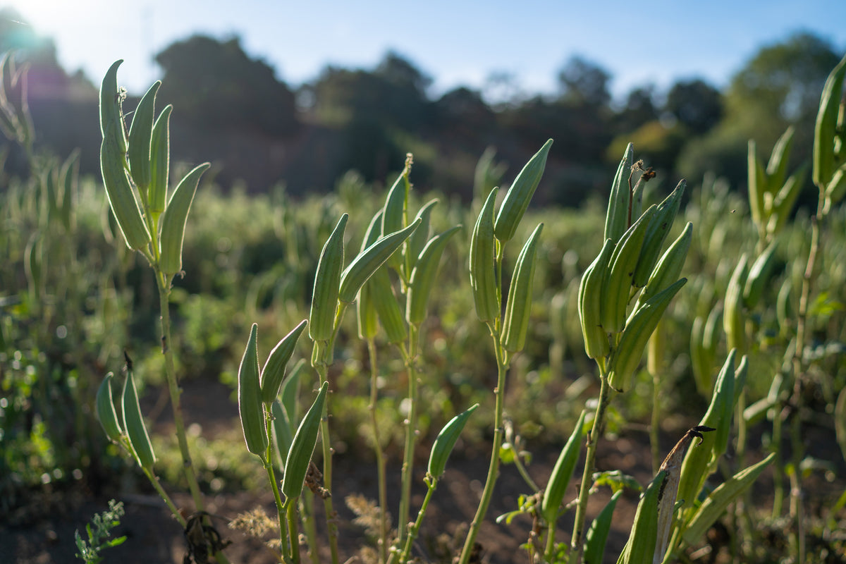 Heavy Hitter Okra