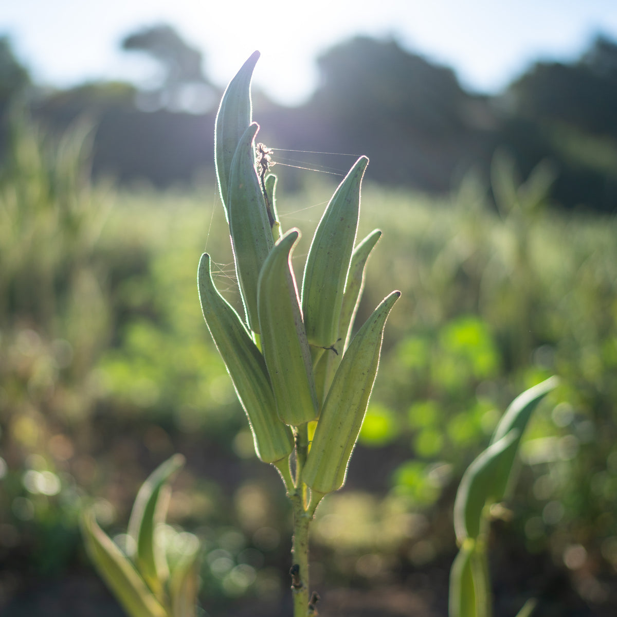 Heavy Hitter Okra