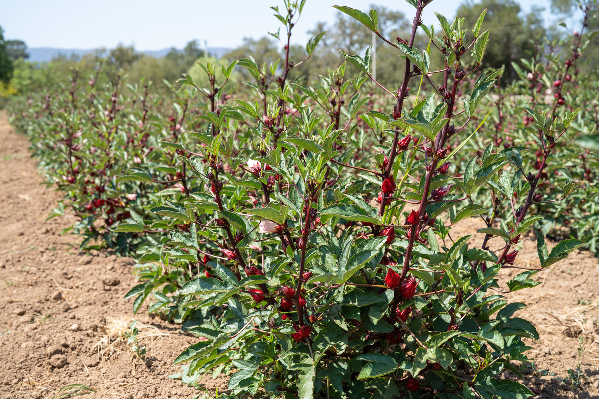 Bulk HIBISCUS FLOWER WHOLE Organic Dry Wholesale Red Sorell Tea