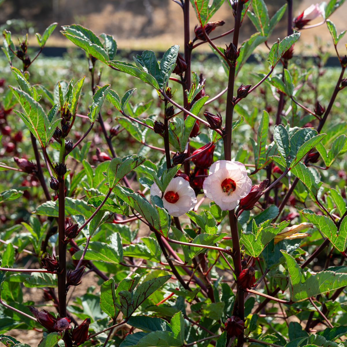 Hibiscus sabdariffa Seeds - The Plant Good Seed Company