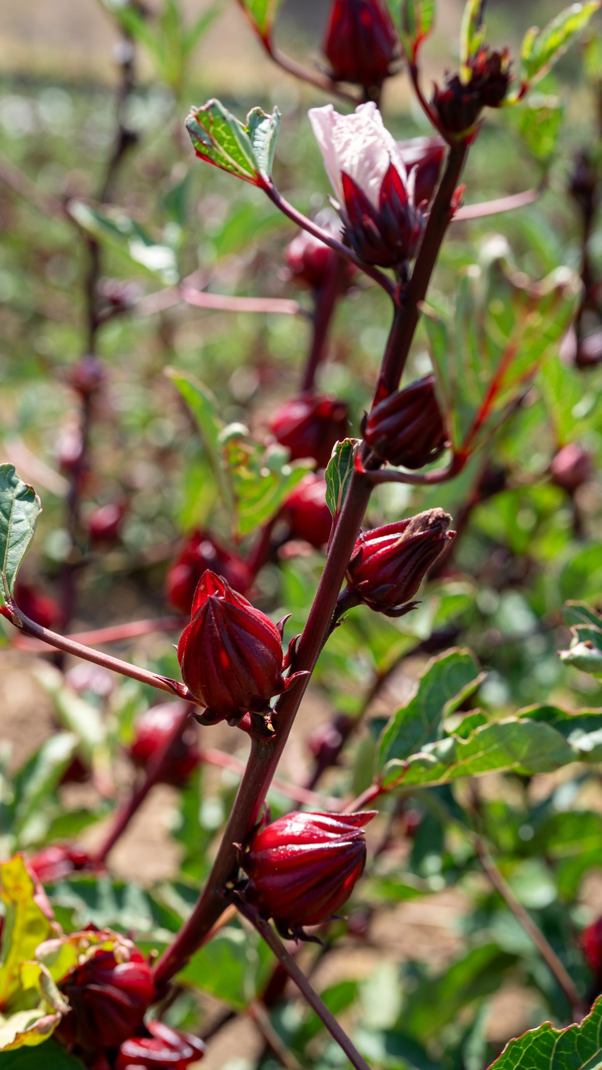 Hibiscus Flower Roselle Seed