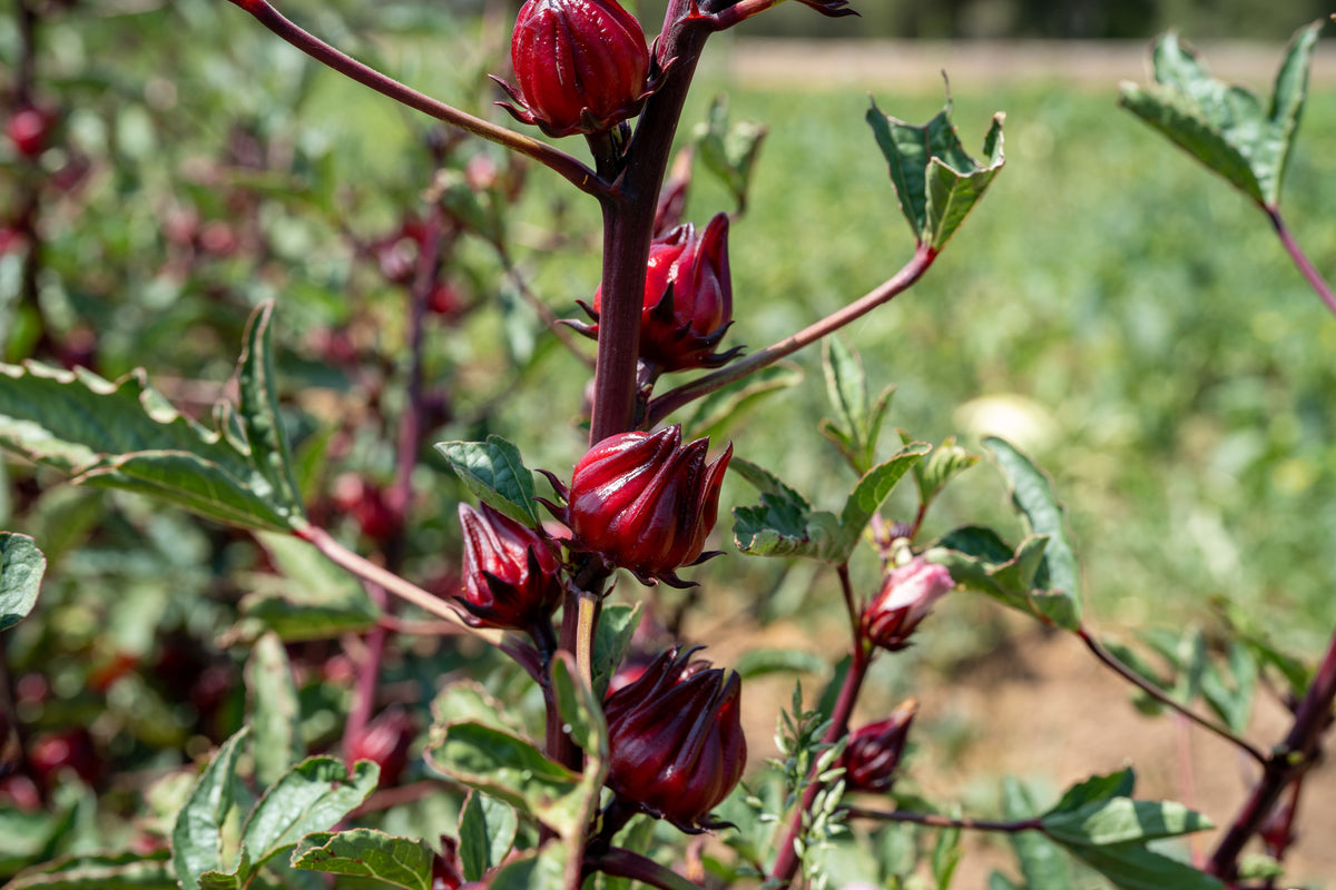 Hibiscus Flower Roselle Seed