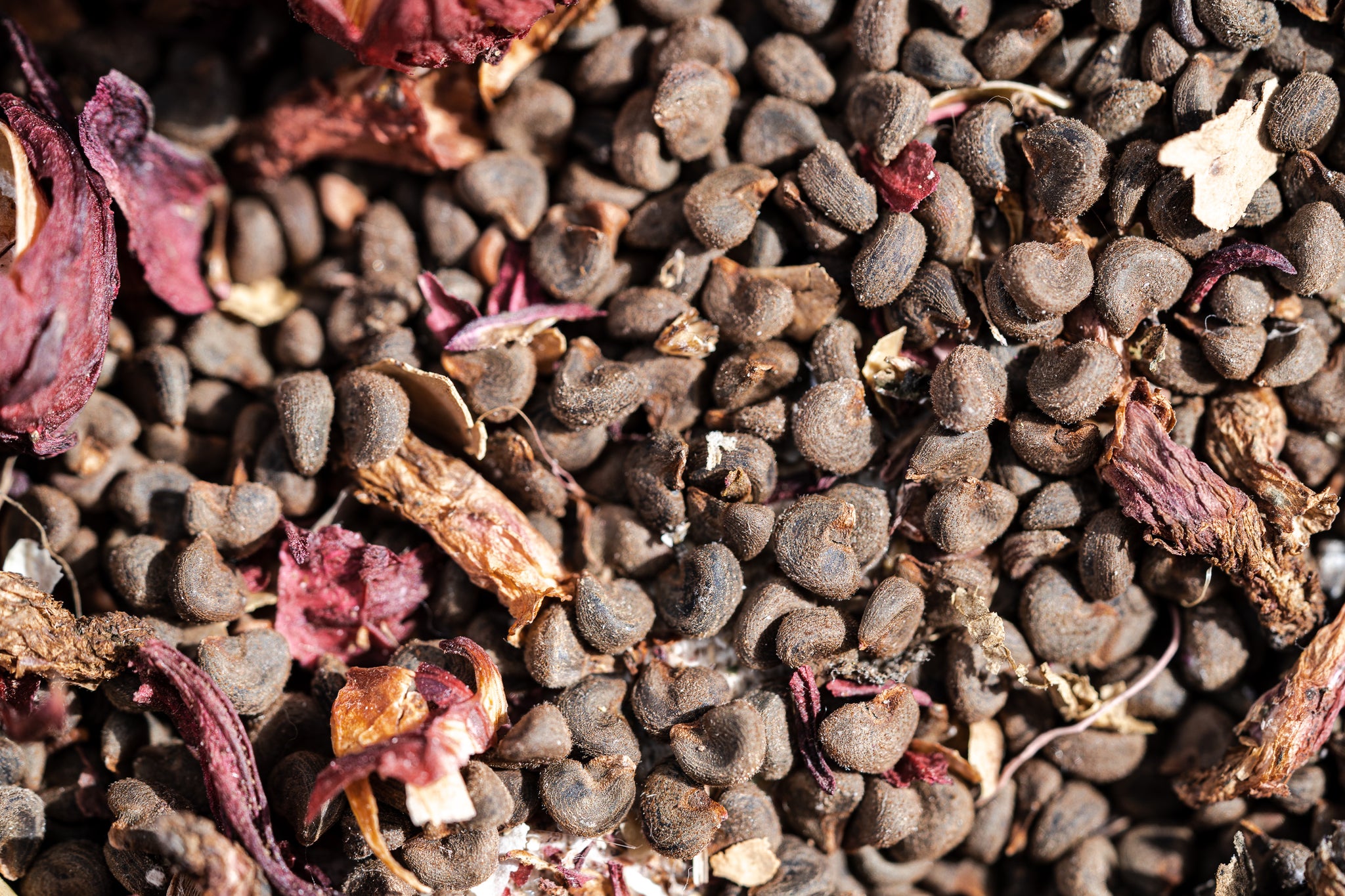 jamaica flower seeds Hibiscus sabdariffa Seeds