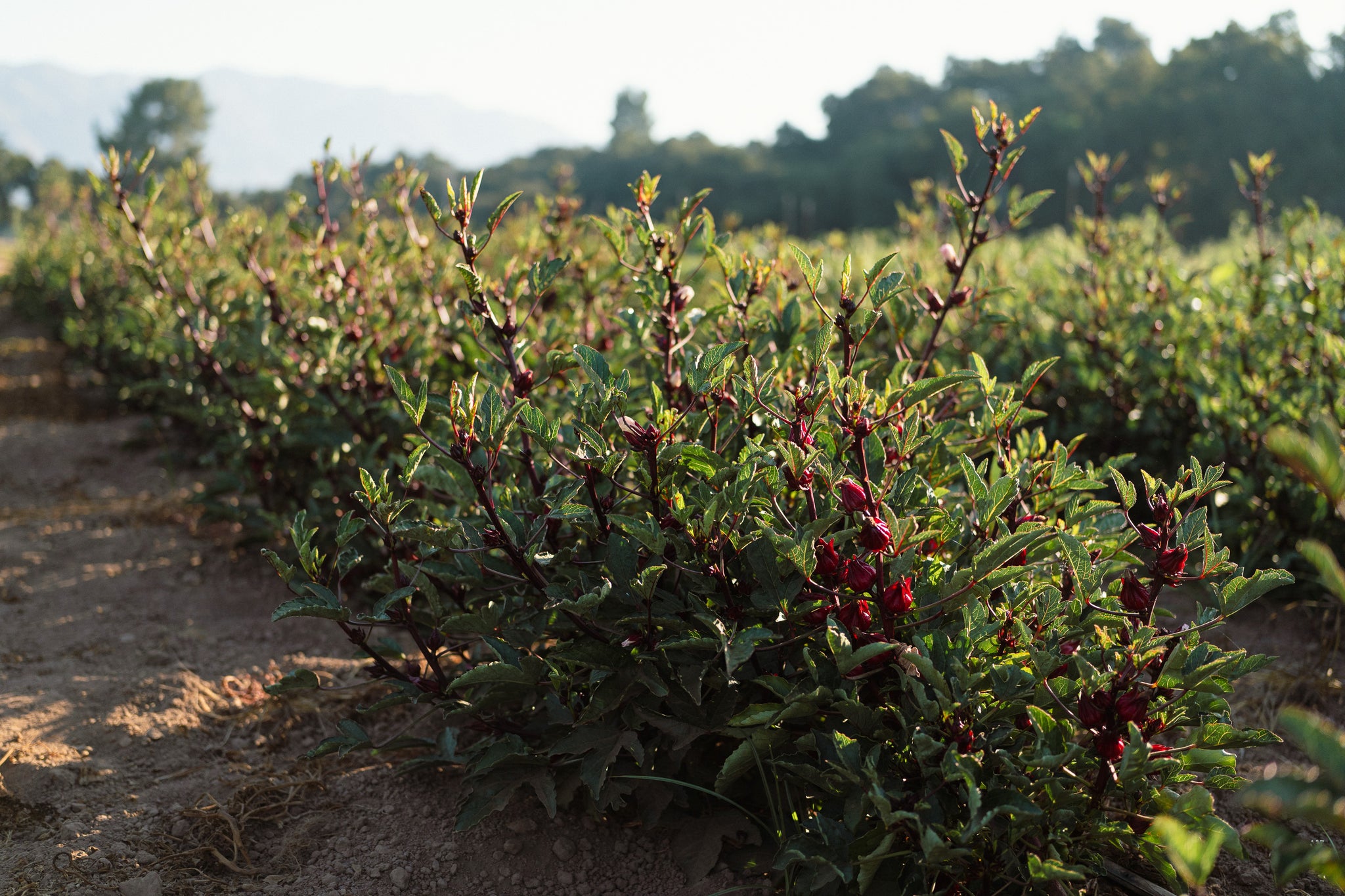 where are the seeds on a hibiscus plant Hibiscus sabdariffa Seeds