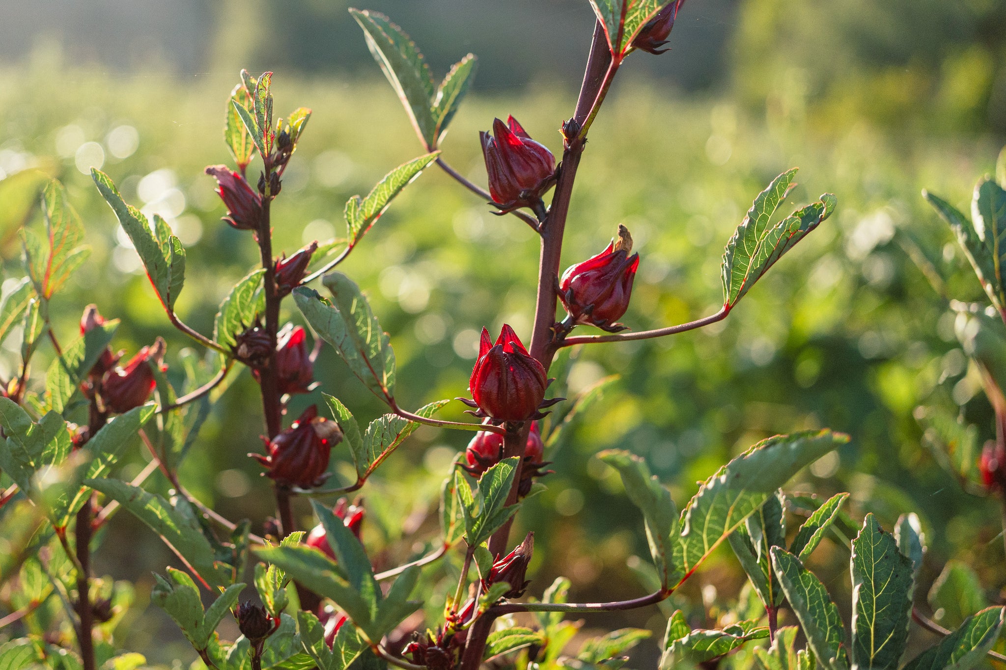 seeds of hibiscus flower Hibiscus sabdariffa Seeds