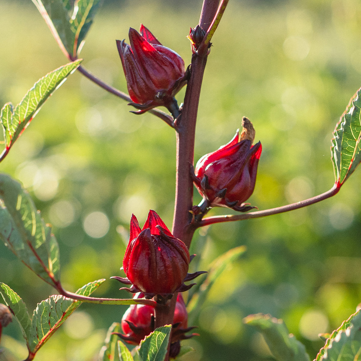 Hibiscus Flower Roselle Seed