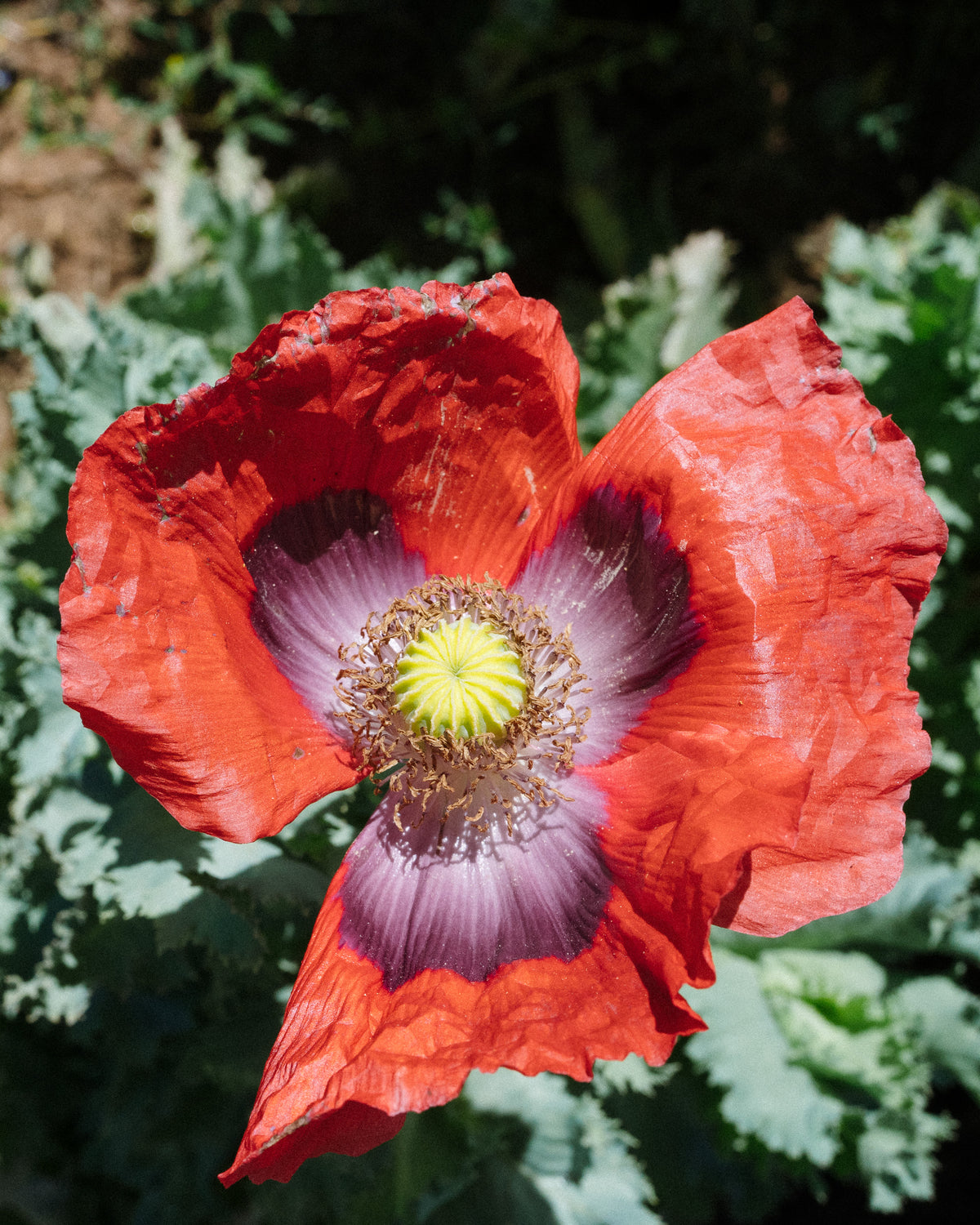 Hillcrest 17 Poppy