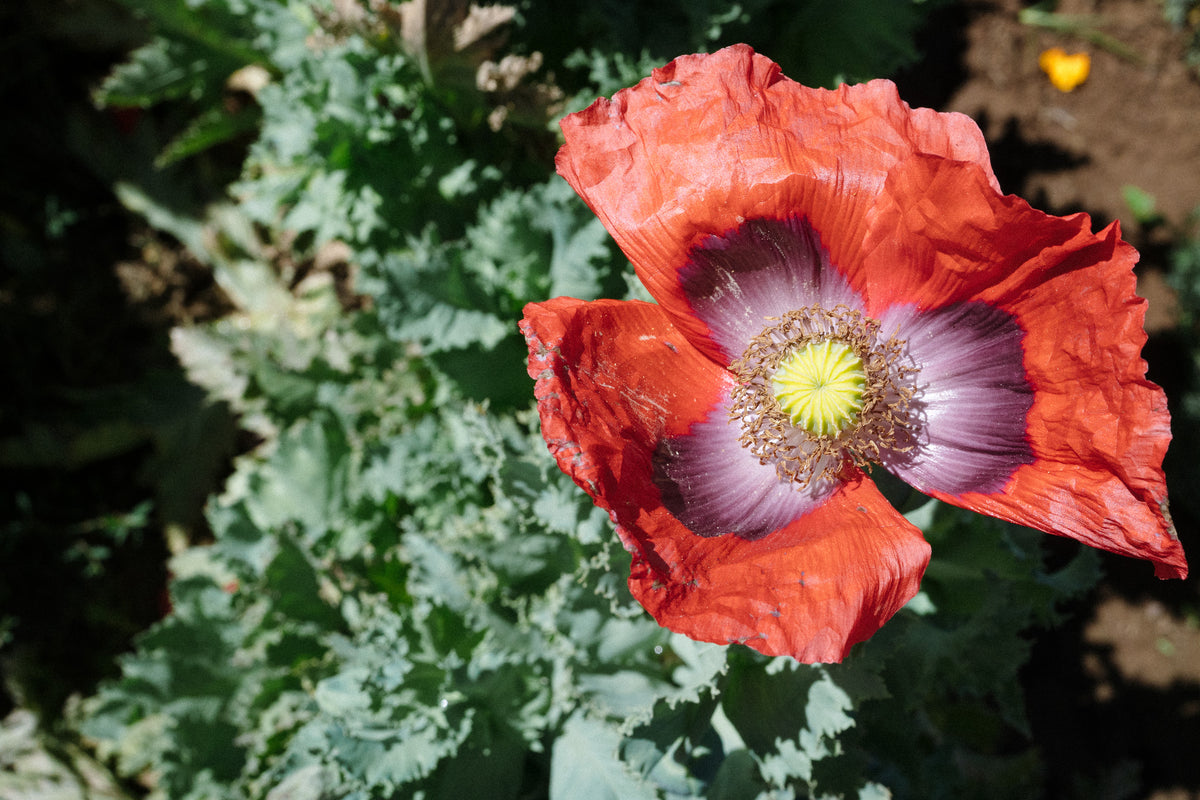 Hillcrest 17 Poppy