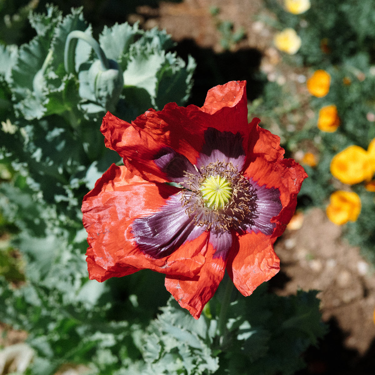 Hillcrest 17 Poppy