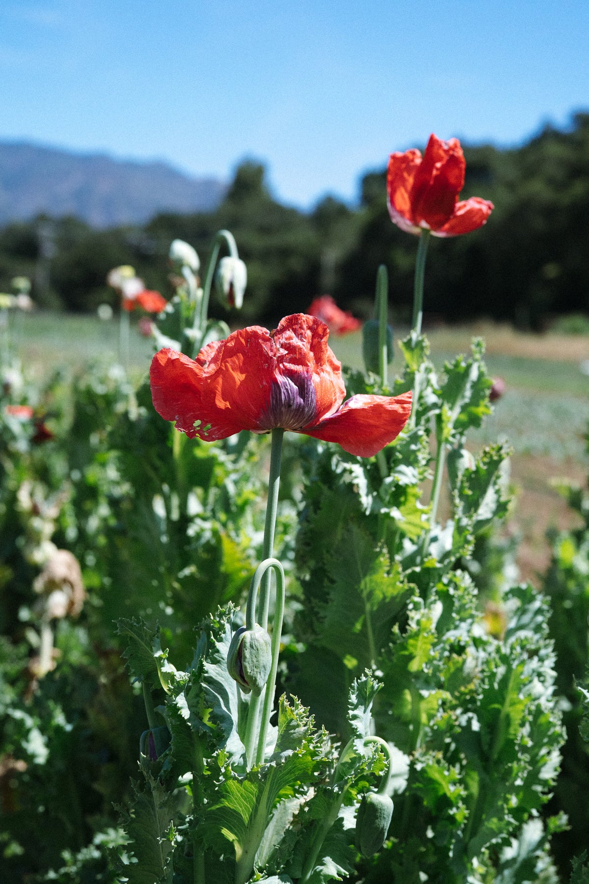 Hillcrest 17 Poppy