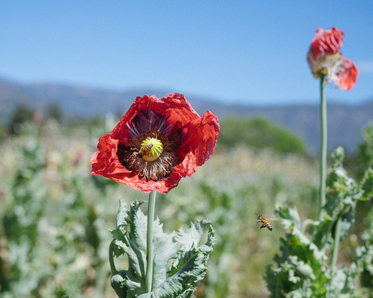 Hillcrest 17 Poppy