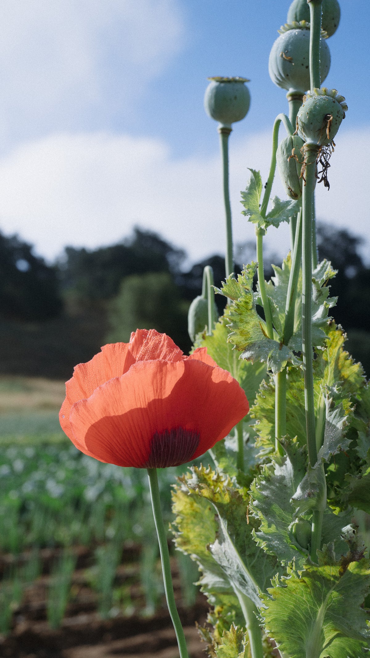 Hillcrest 17 Poppy