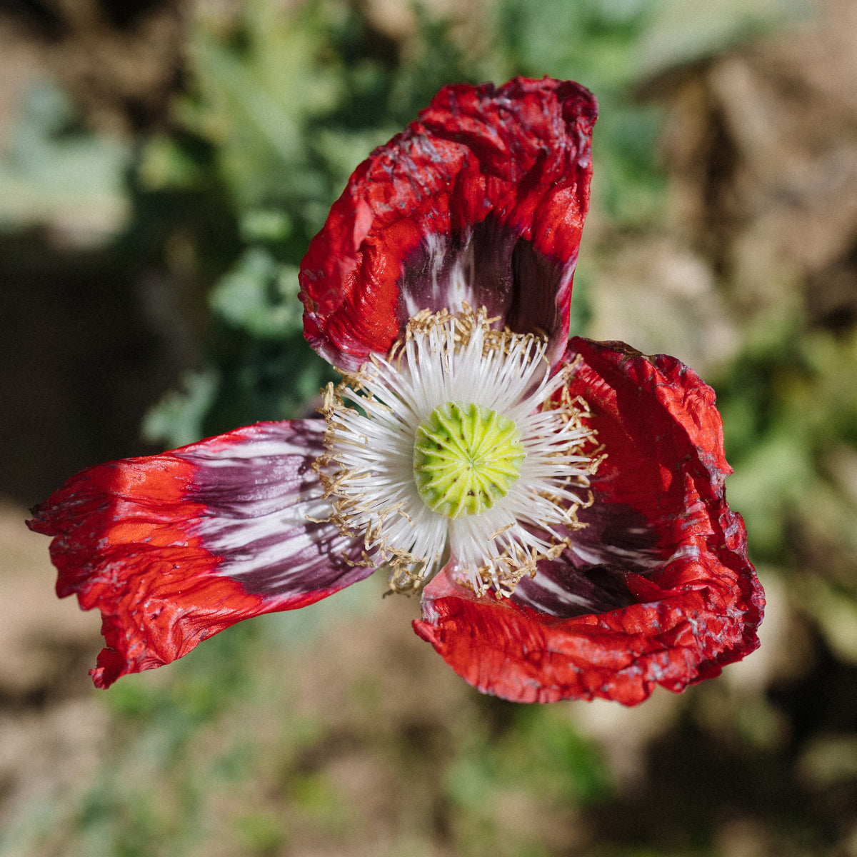 Hillcrest 17 Poppy