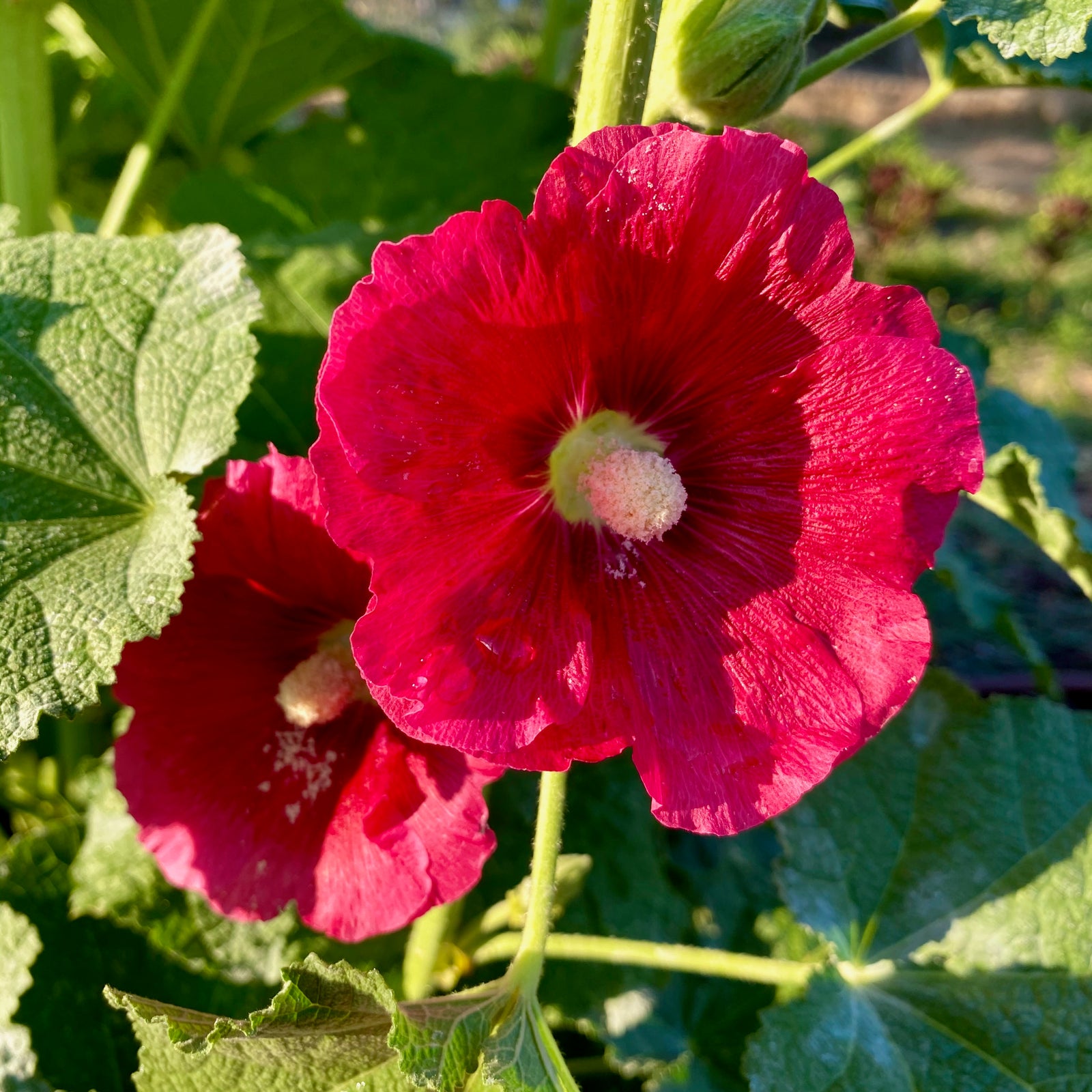 Dark Pink Hollyhock Flower In Bloom