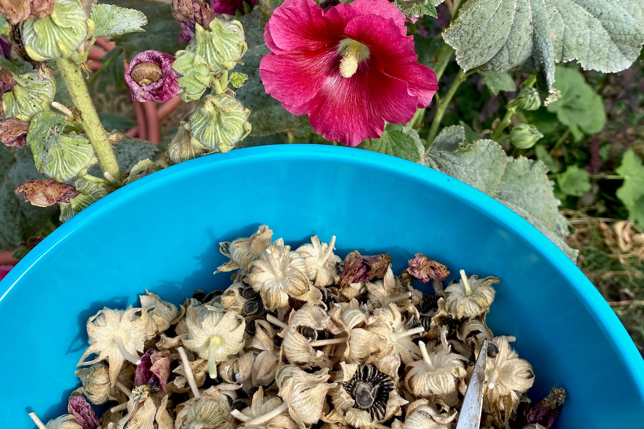 hollyhock planting seeds Dark Pink Hollyhock Flower Seeds