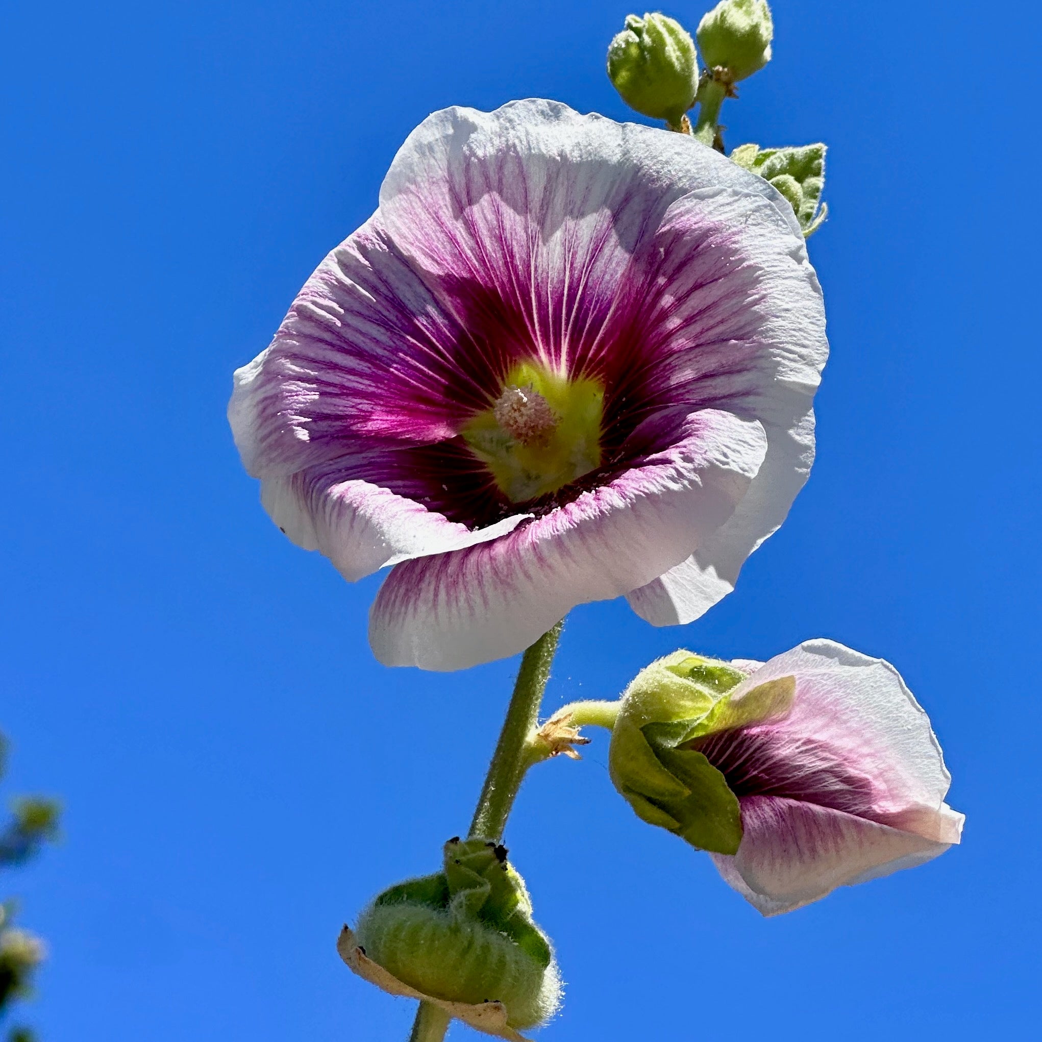 Halo Blush Hollyhock Seeds - The Plant Good Seed Company