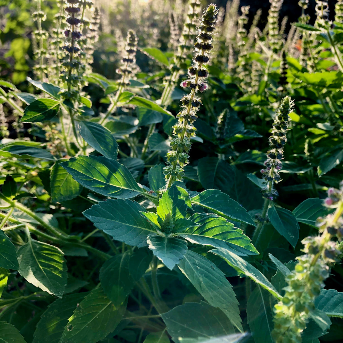 Holy Basil / Tulsi Seed Collection