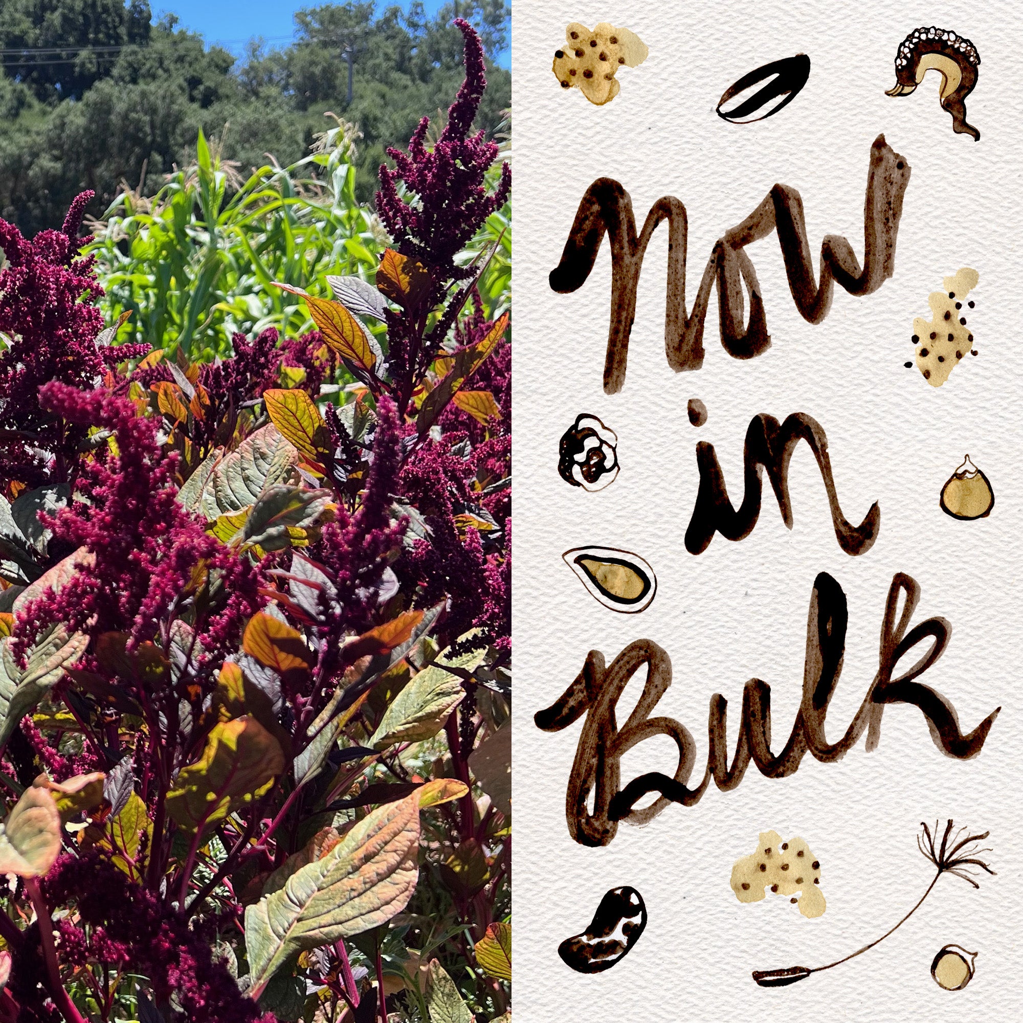 organic amaranth seeds for planting Hopi Red Dye Amaranth Seeds BULK: 448,000 Seeds (1 pound), OG