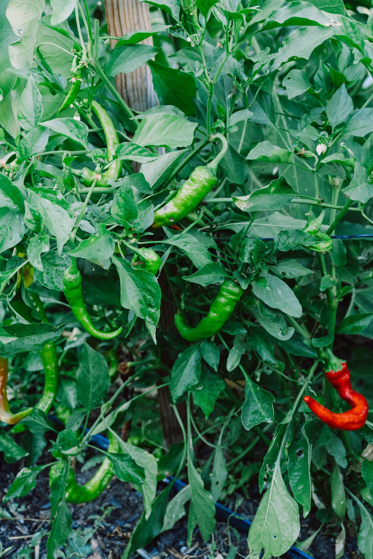 Hot Portugal Pepper